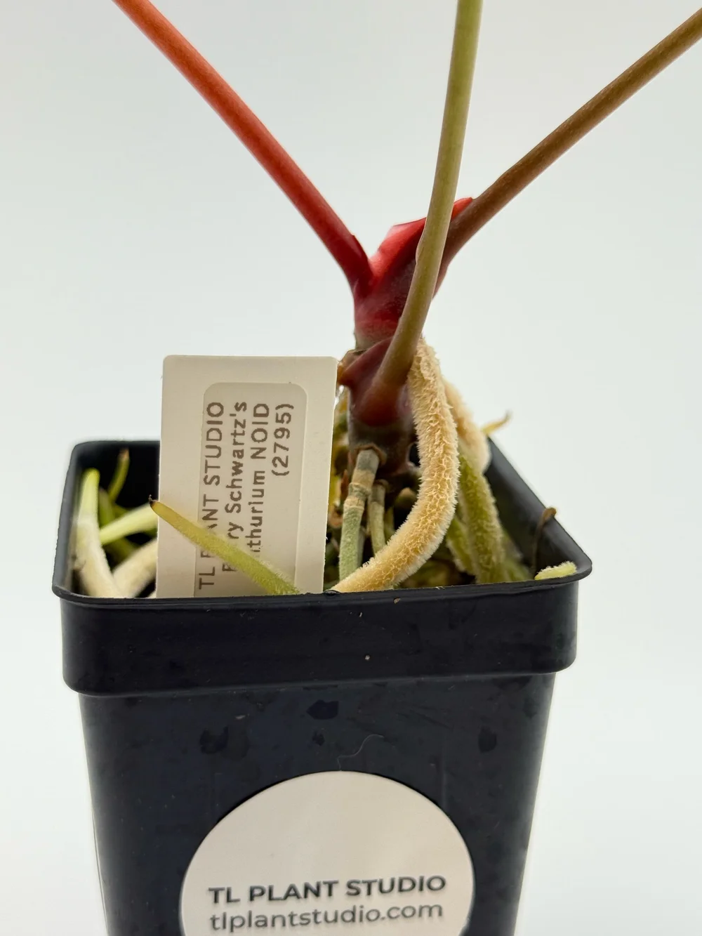 Barry Schwartz's Anthurium NOID #2795  TL PLANT STUDIO