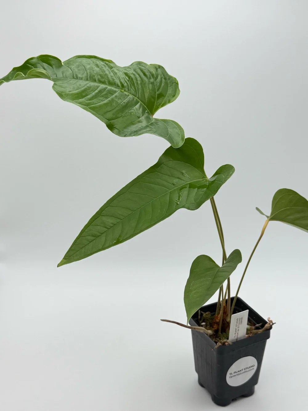 Anthurium sp El Condor #2869  TL PLANT STUDIO