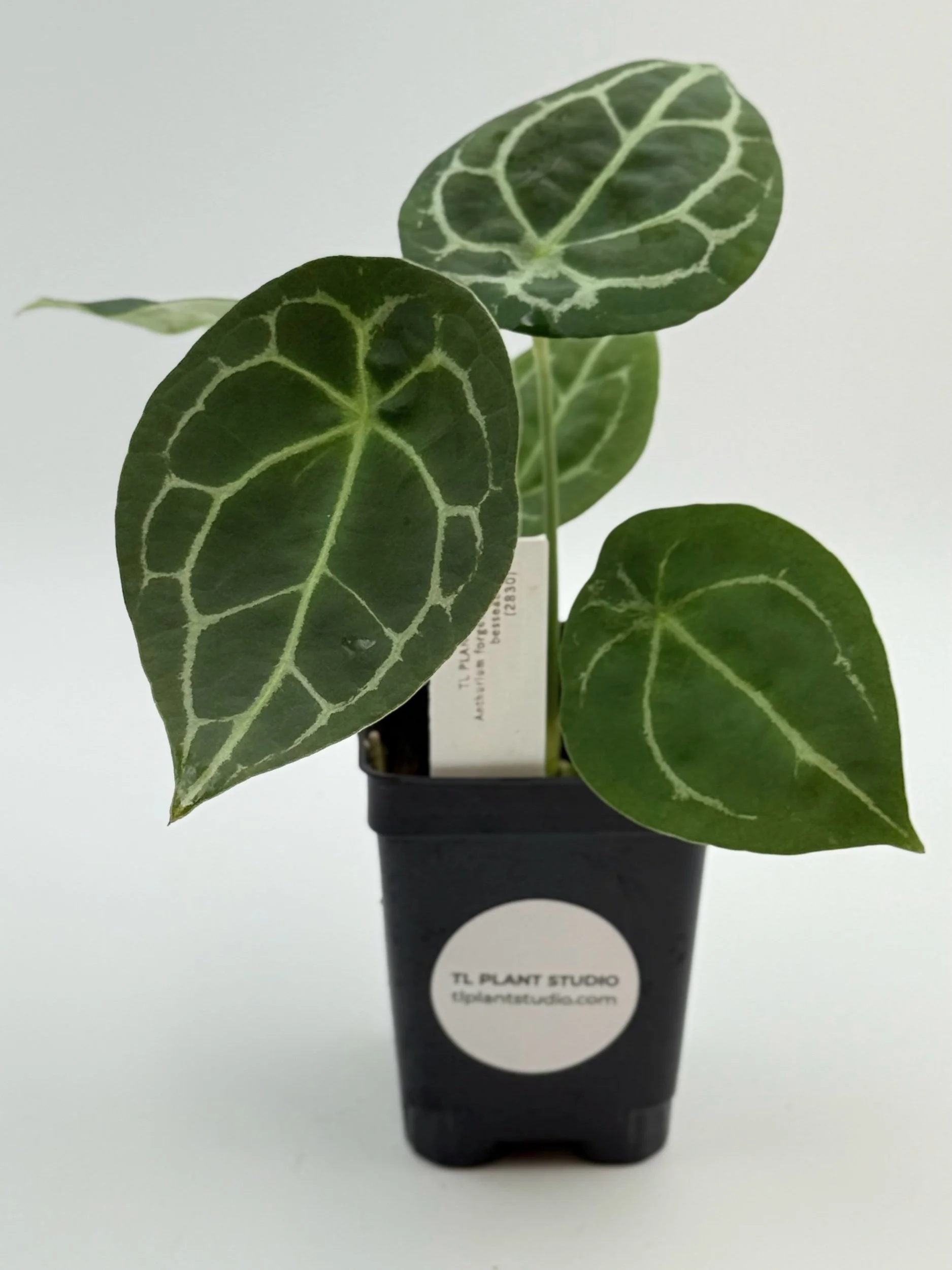 Anthurium altaverapazense x luxurians #1981 — TL PLANT STUDIO