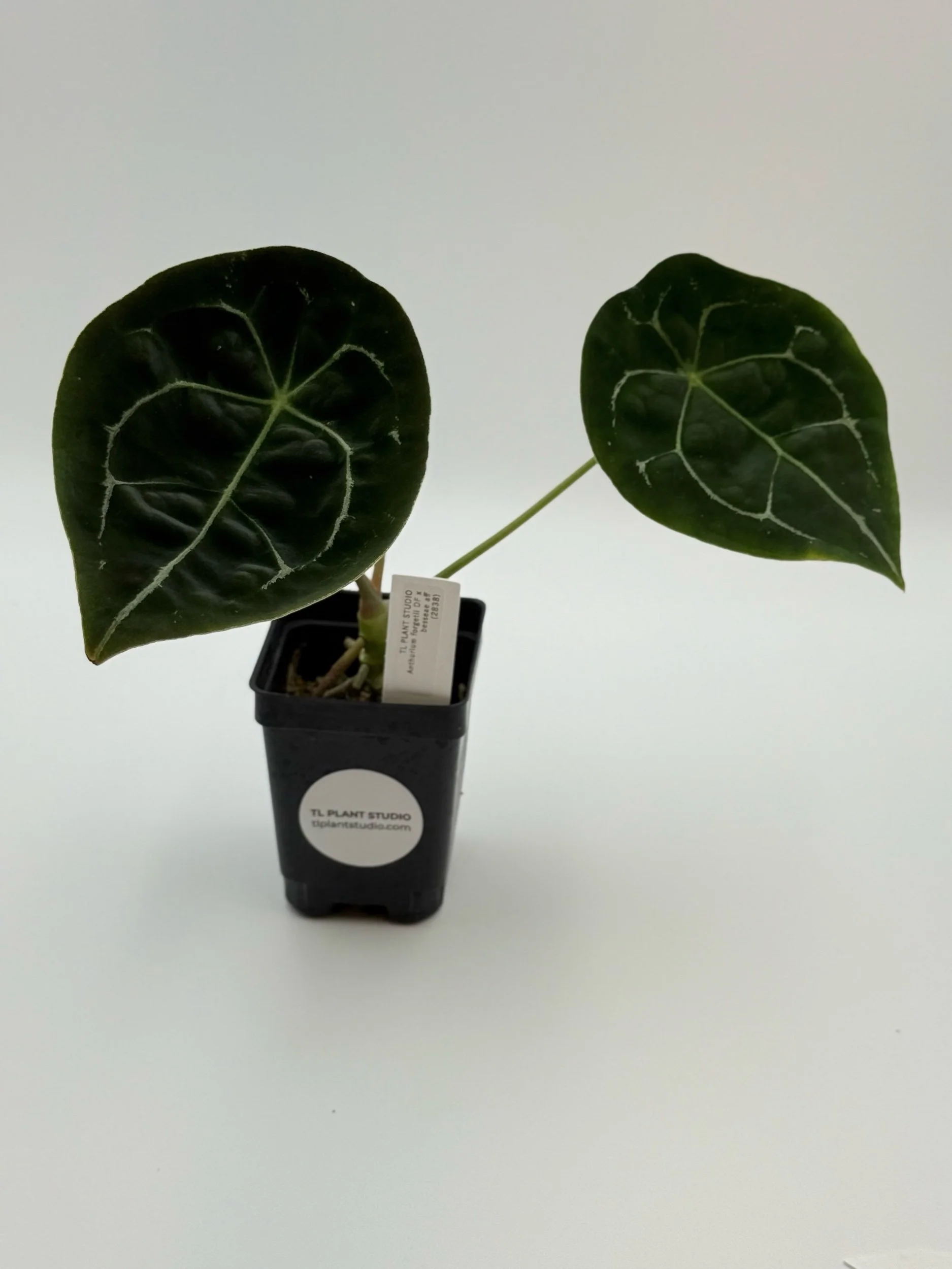 Anthurium altaverapazense x luxurians #1981 — TL PLANT STUDIO