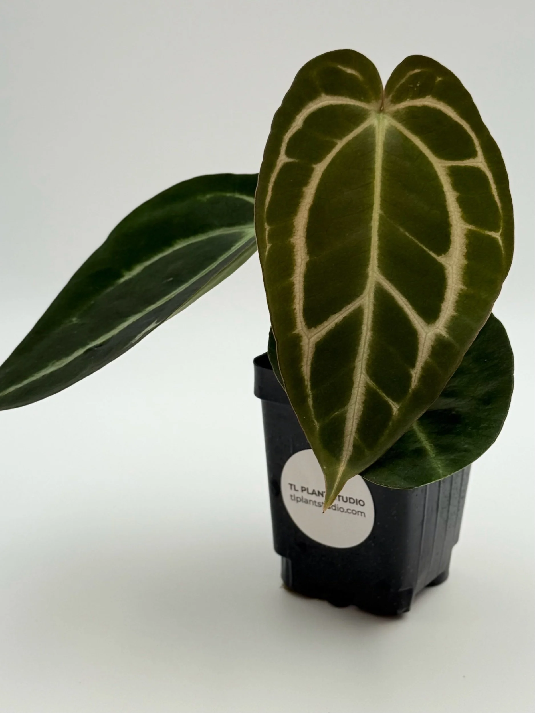 Anthurium besseae aff #1849 — TL PLANT STUDIO