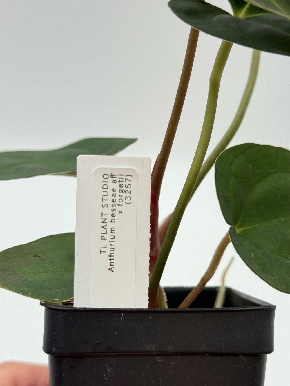 anthurium dark mama ANTHURIUM WAROCQUEANUM X MAGNIFICUM VERDE main image 1