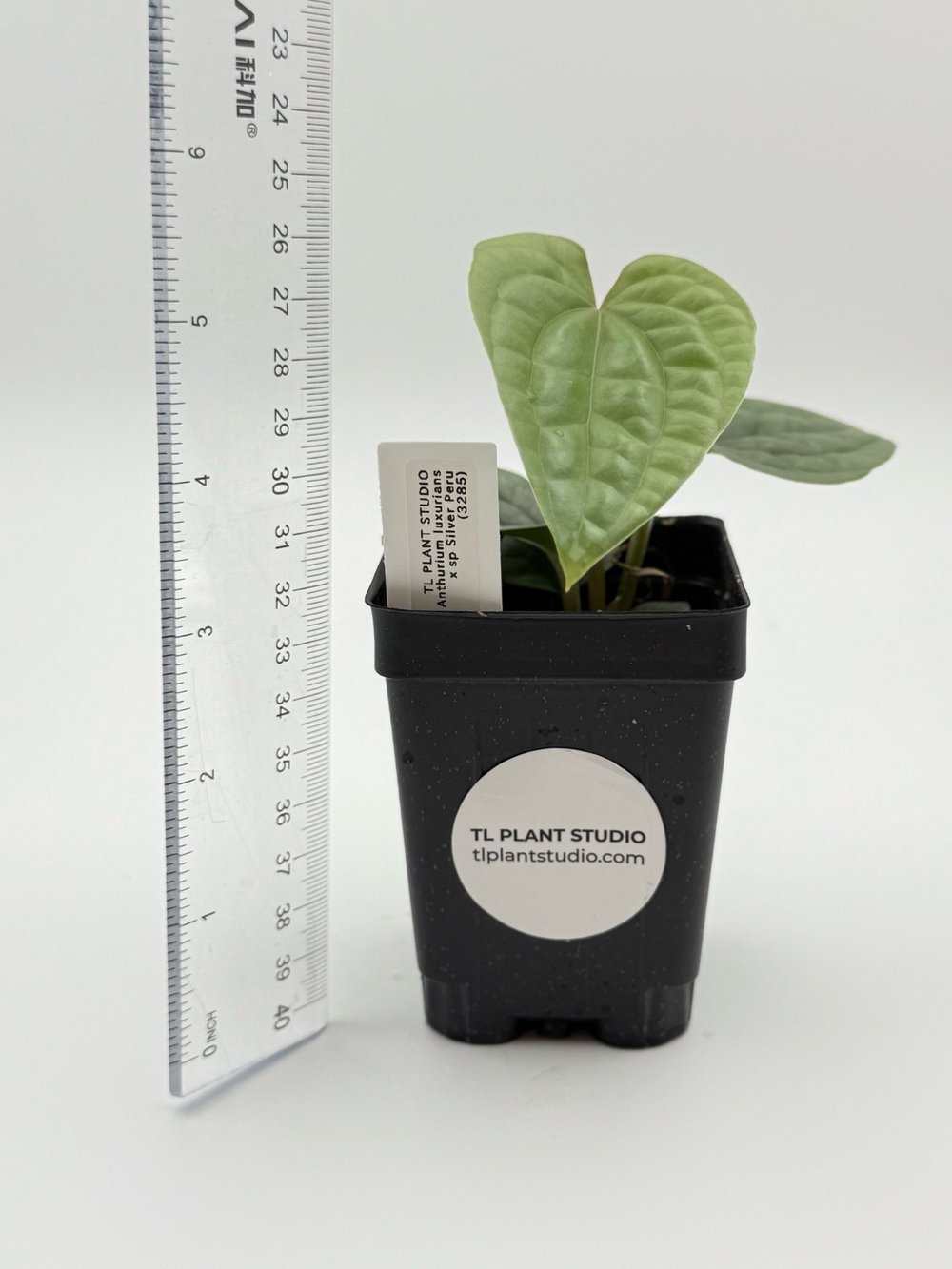 alocasia zebrina tigrina superba Alocasia zebrina 'tigrina superba' – Ormbunker