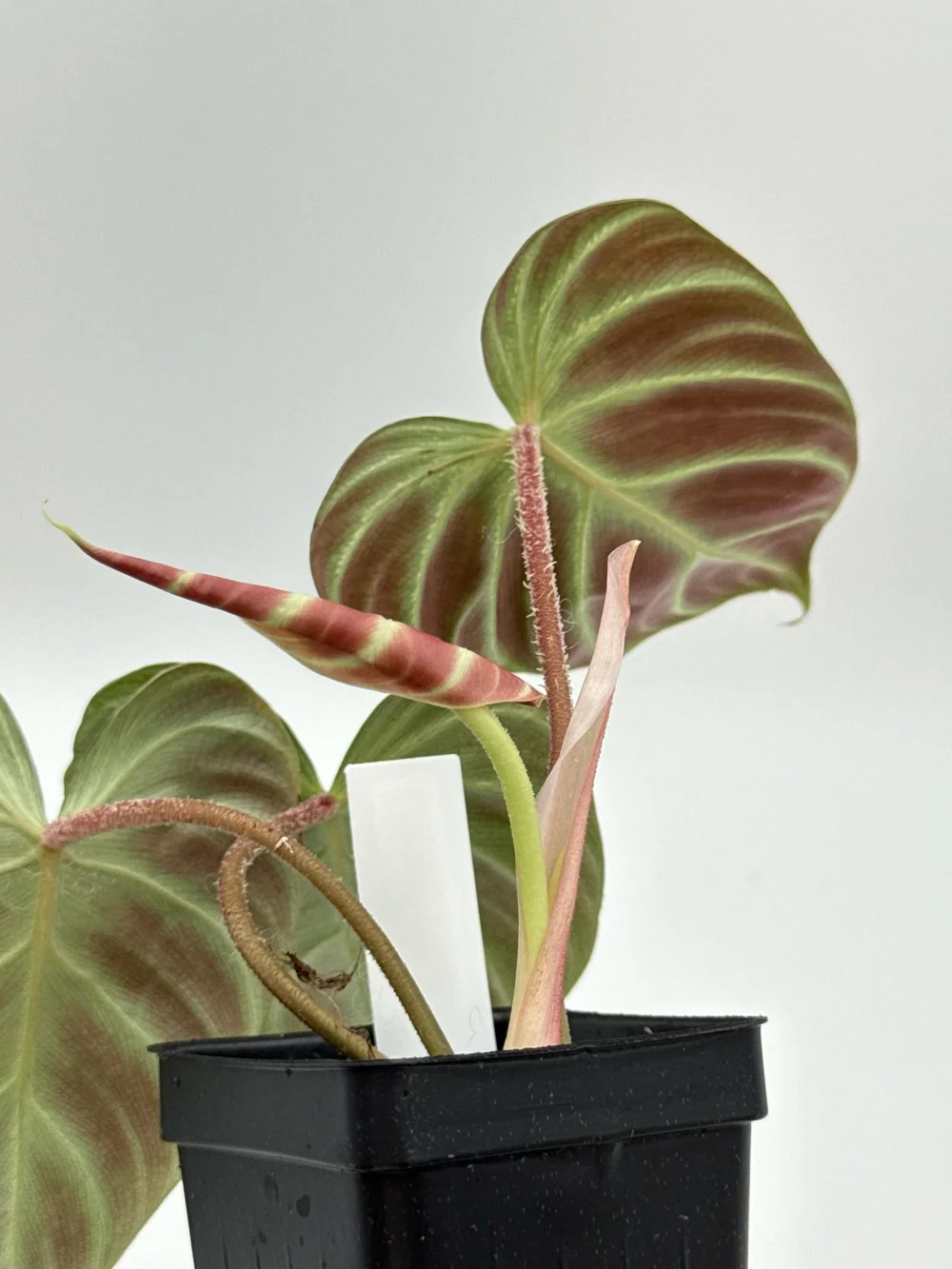 Philodendron verrucosum 'Amazon Sunset' #3292  TL PLANT STUDIO