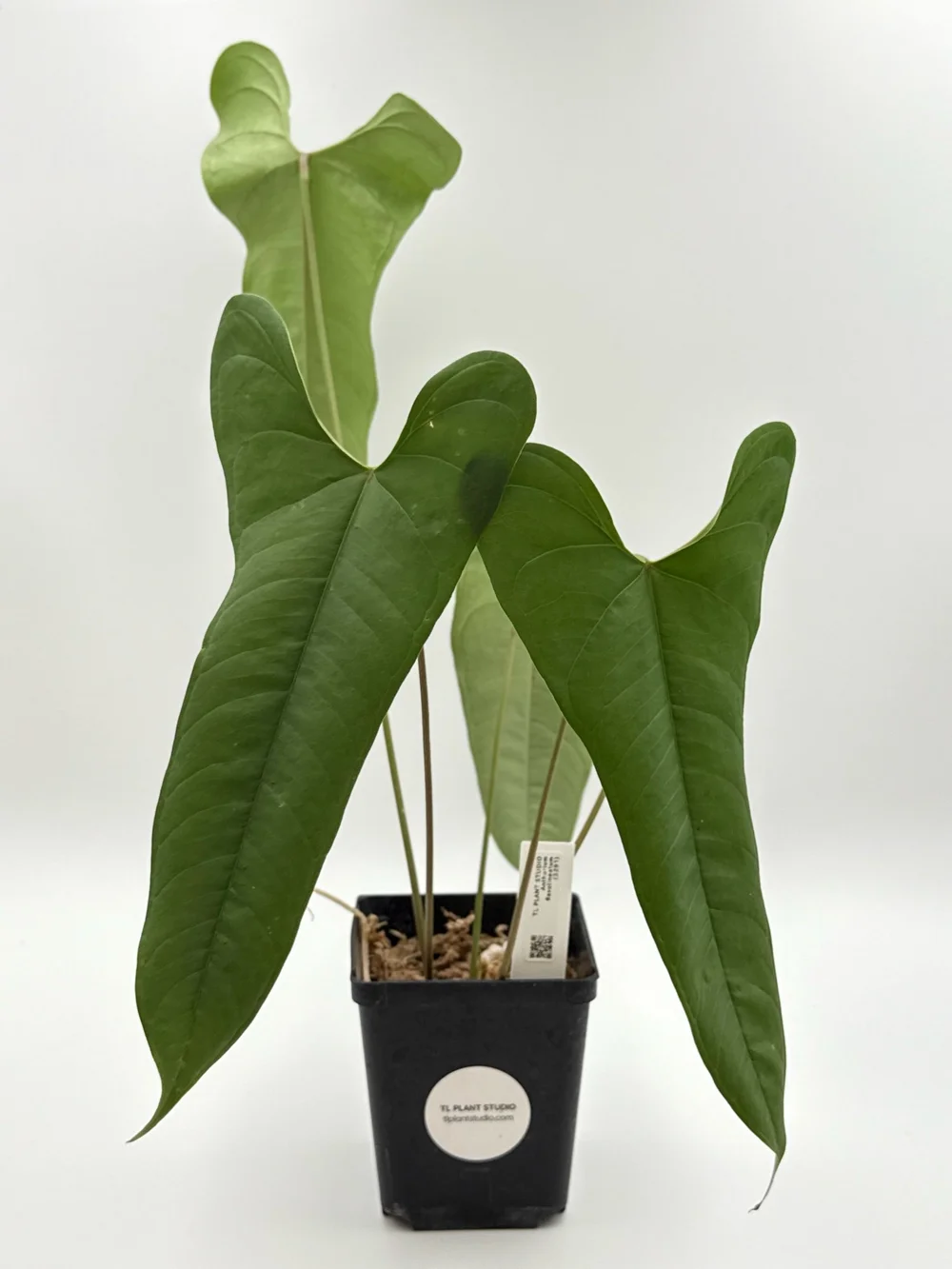 Anthurium flavolineatum #3291  TL PLANT STUDIO