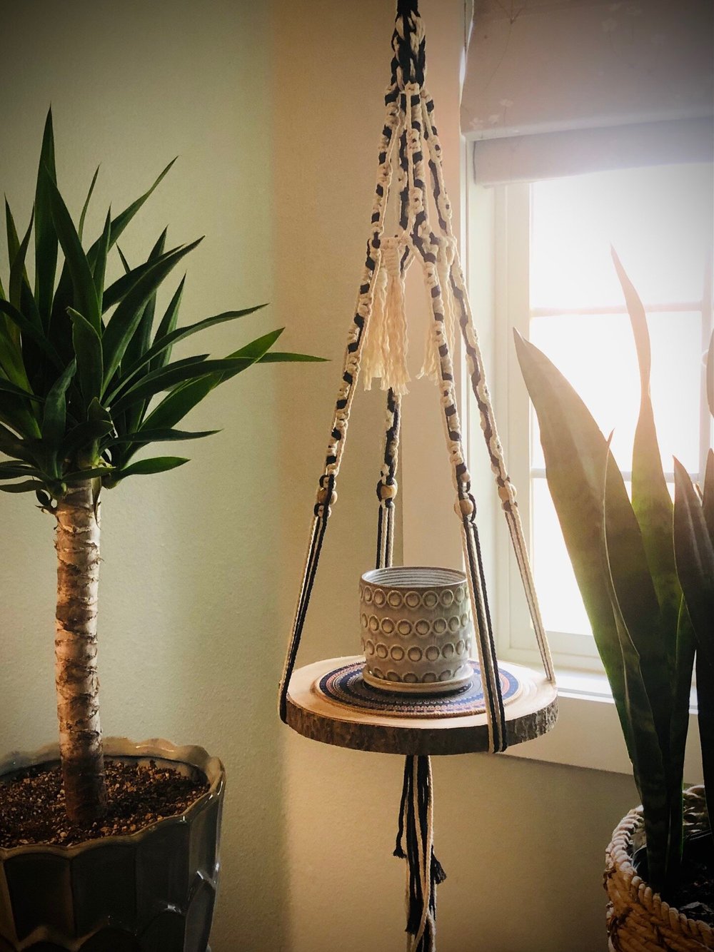 lavender plant pictures French Lavender