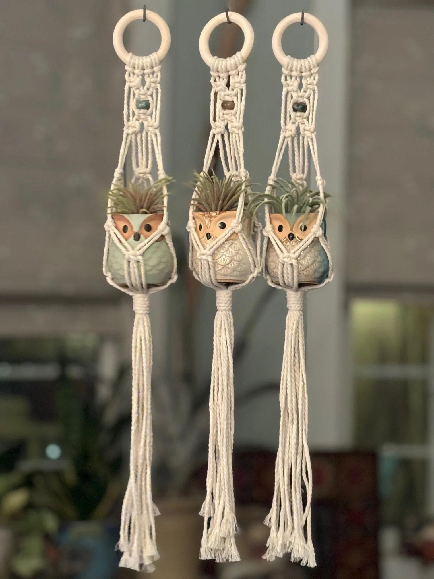 Mini Owl Air Plant Hanger KIT