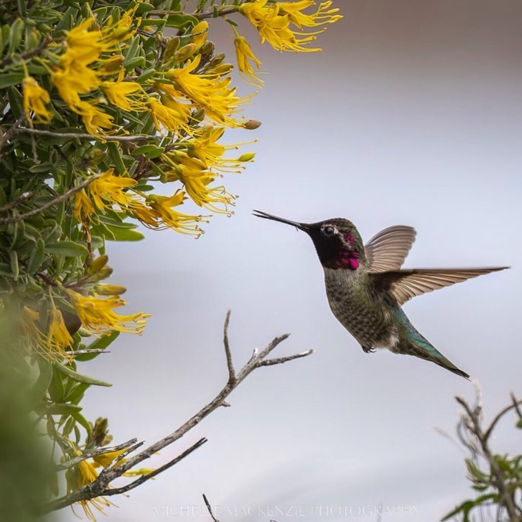 Pollinator profile &mdash; the tiny but mighty hummingbird!

It&rsquo;s nearly impossible to see a buzzing hummingbird and not smile.

Amazingly adapted pollinators &mdash; they use their tube like tongues to drink nectar from flower to flower.

Humm