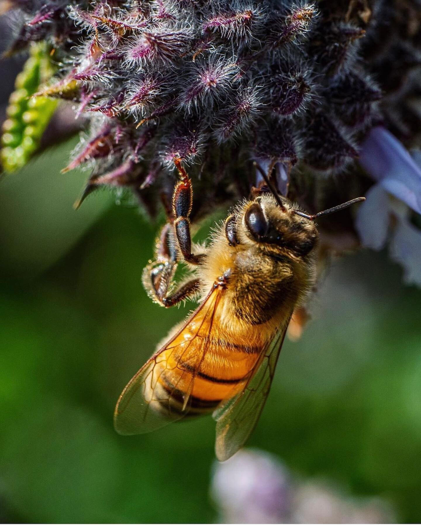 Honey bee doing what she does best🌸🐝have you entered our Praise the Pollinators Giveaway? Visit the post pinned to the top of page to enter. Giveaway closes April 17!

📸@checkthetechnick
