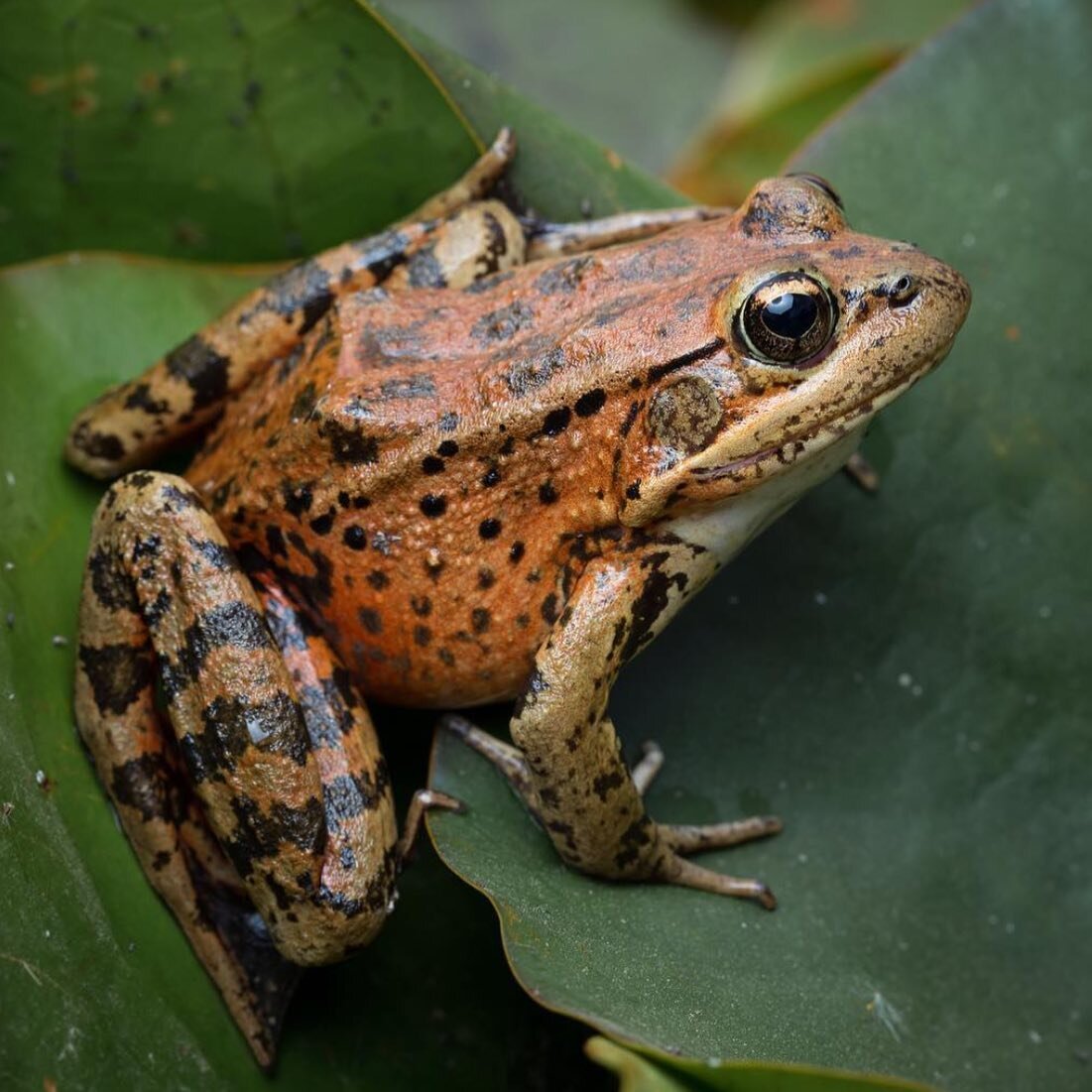 It's National Amphibian
Week🐸 
A special week to celebrate the importance of amphibians and the partnerships formed to implement amphibian conservation actions to address the ongoing global amphibian crisis. 

@youngranchpreserve is the home to a wi