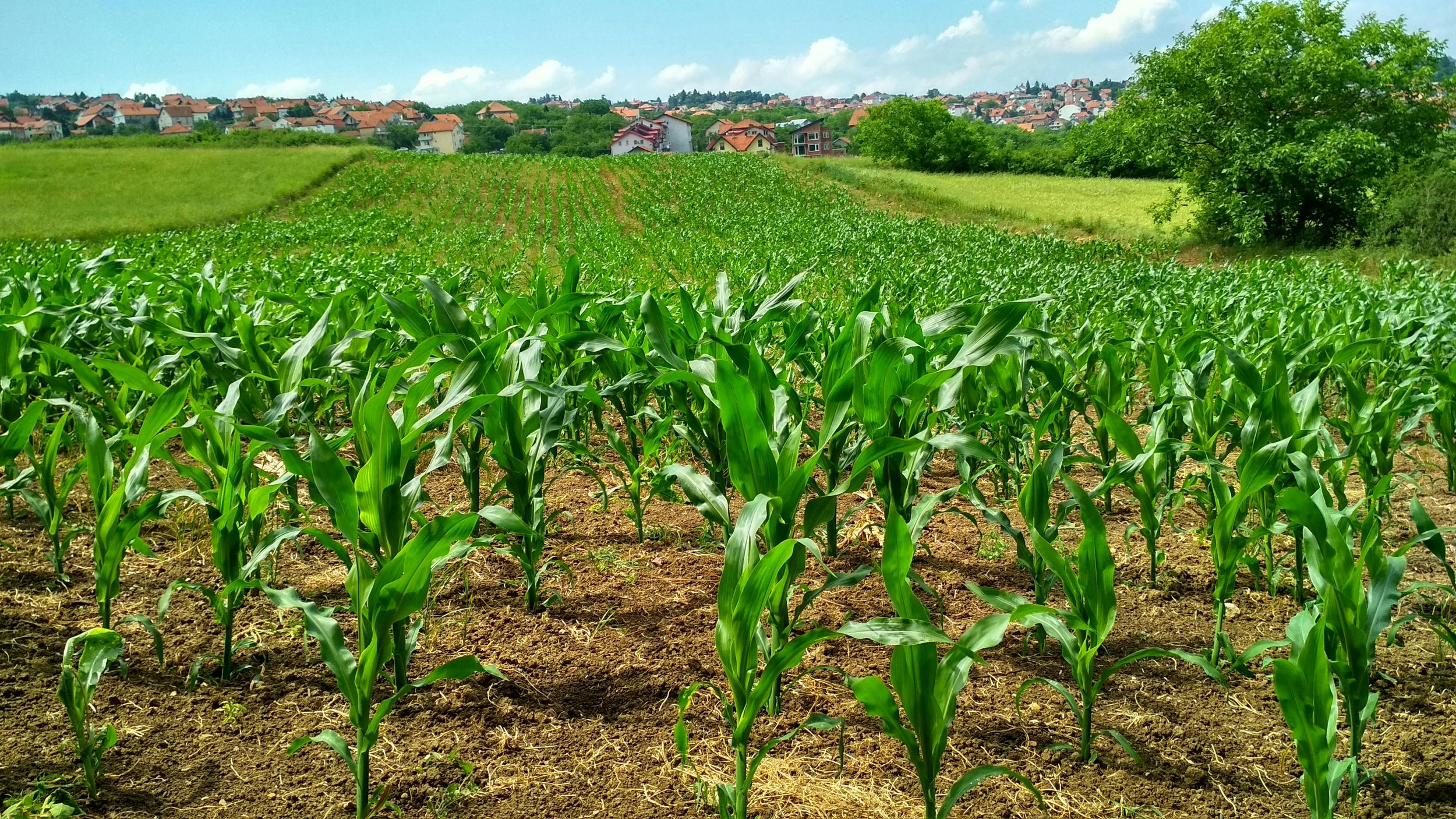 Agroindustria