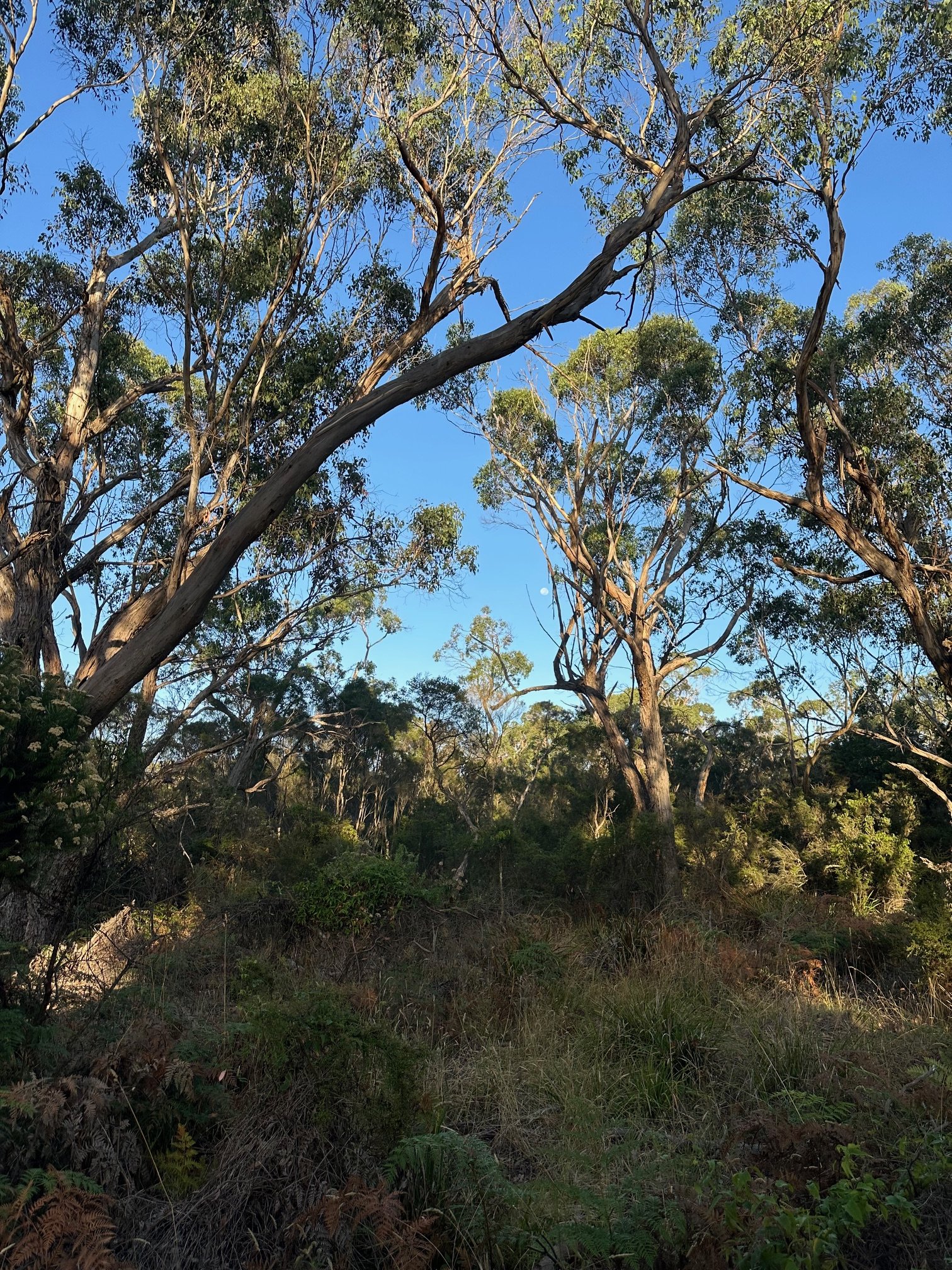 Buxton Bushland Reserve: a Shoreham gem