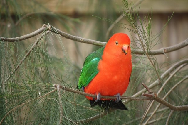 red and green bird hr.JPG