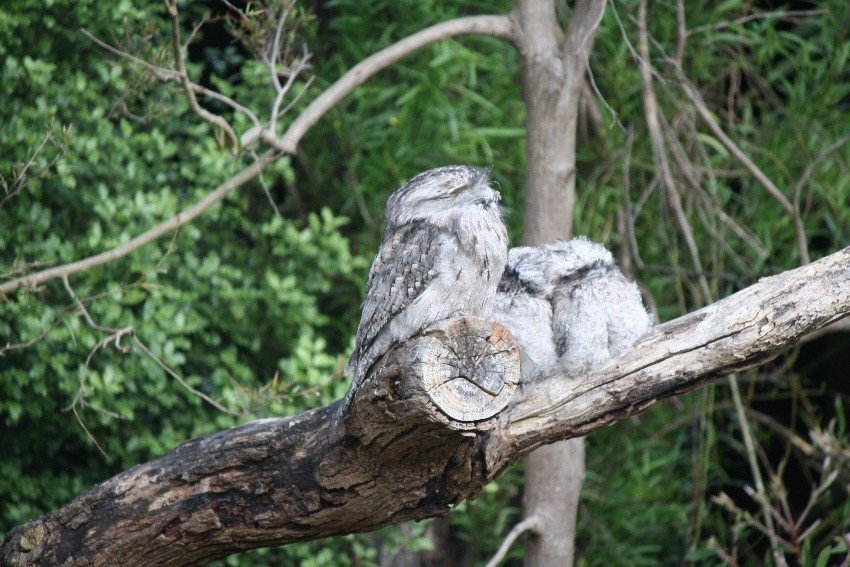 Kookaburra family in garden.jpg