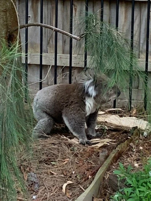 koala looking around Davids garden.jpg