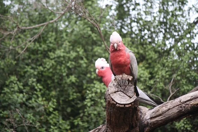 Water for wildlife