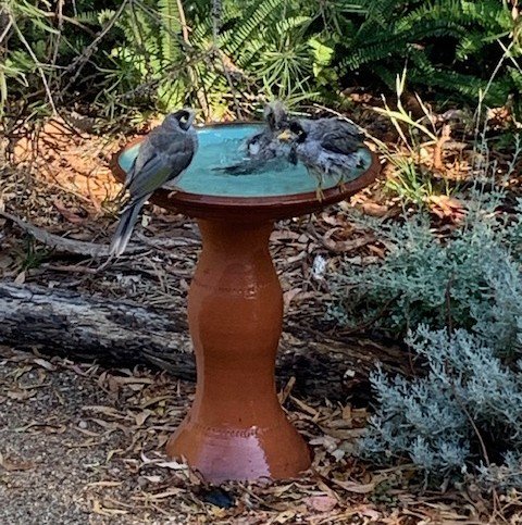 birds in water feature hr.jpg