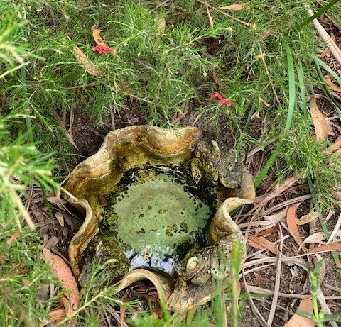 water feature surrounded by bush diff angle hr.jpg