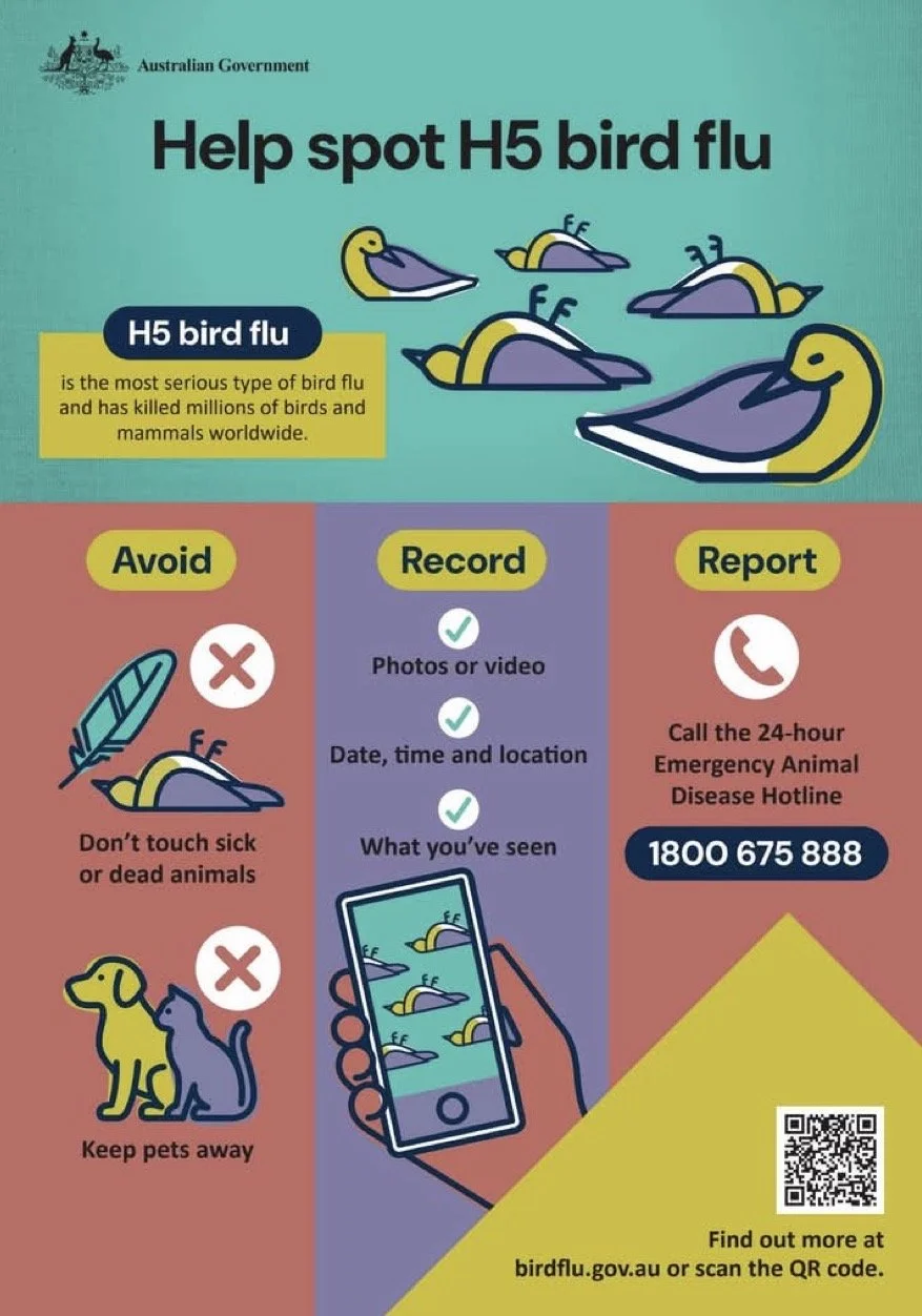 Bird Flu has arrived…