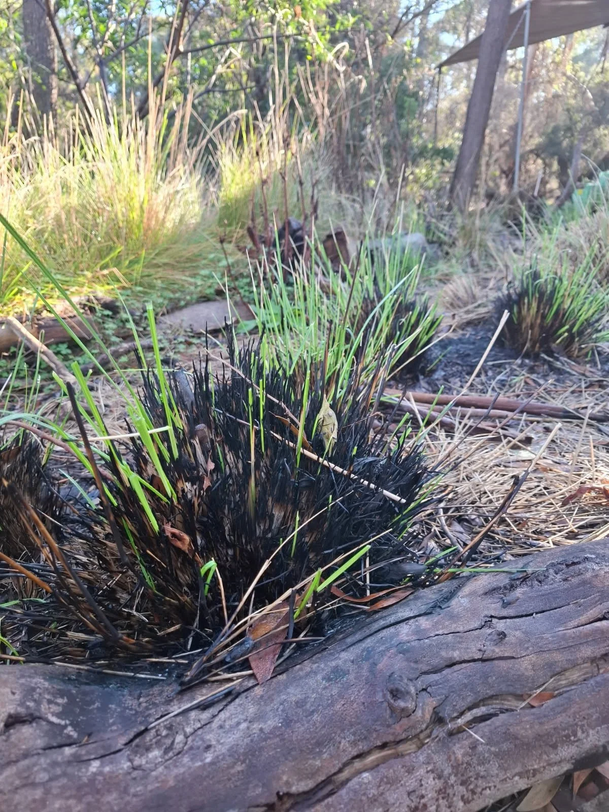 Bunurong Forest Gardening Workshop