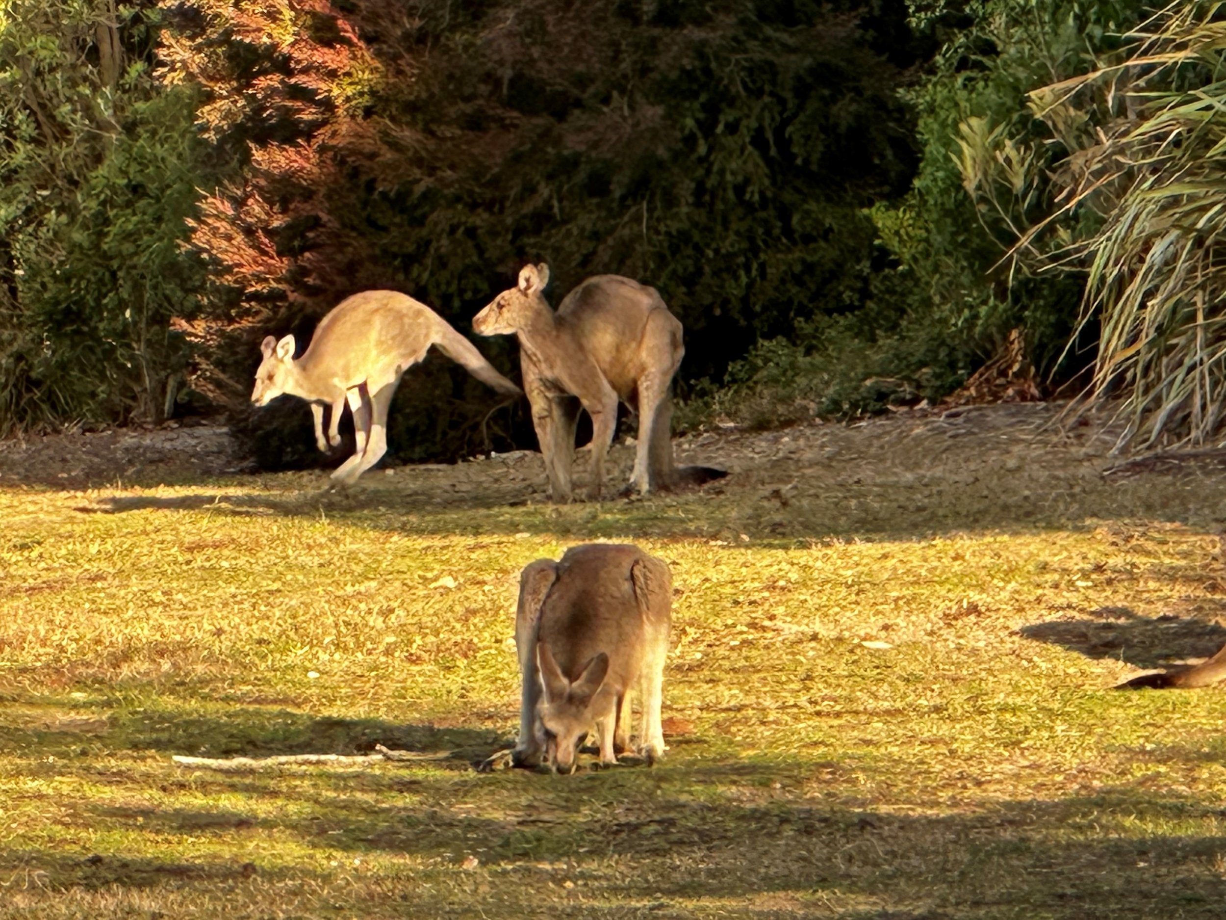 Shorehams  Macropods & Migratory Birds Workshop