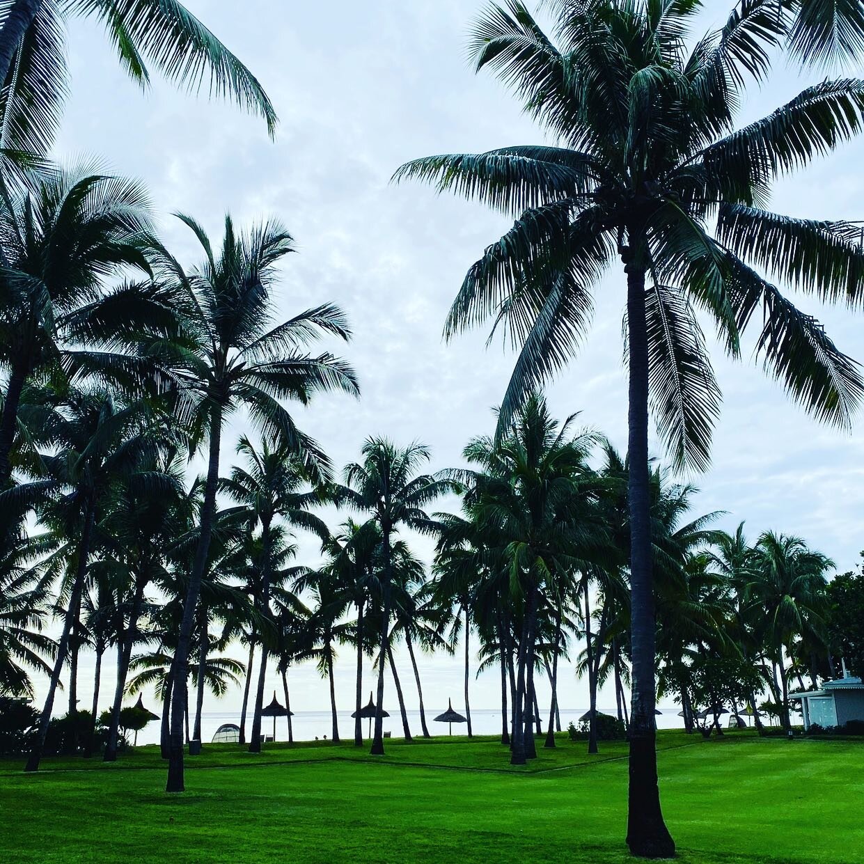 Something about 🌴 Palm Trees that&rsquo;s both calming and holiday evoking.
.
.
.
#LivingLifeTravel #LivingLife #TourismAustralia #DestinationAustralia #Travelisliving