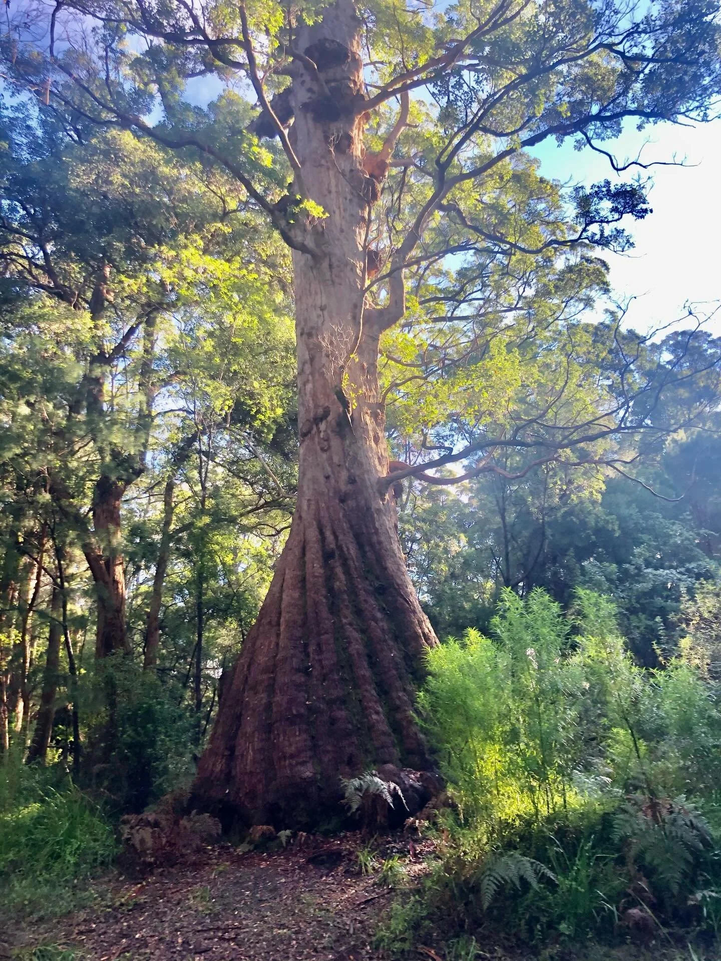We are so excited! Cape to Cape Explorer Tours are now offering Bibbulmun Tours in our neighbourhood. Participants will be based at NewFarm for a 5 day tour. Tickets are now available on the Explorer tours website. Don&rsquo;t miss out, link for tick