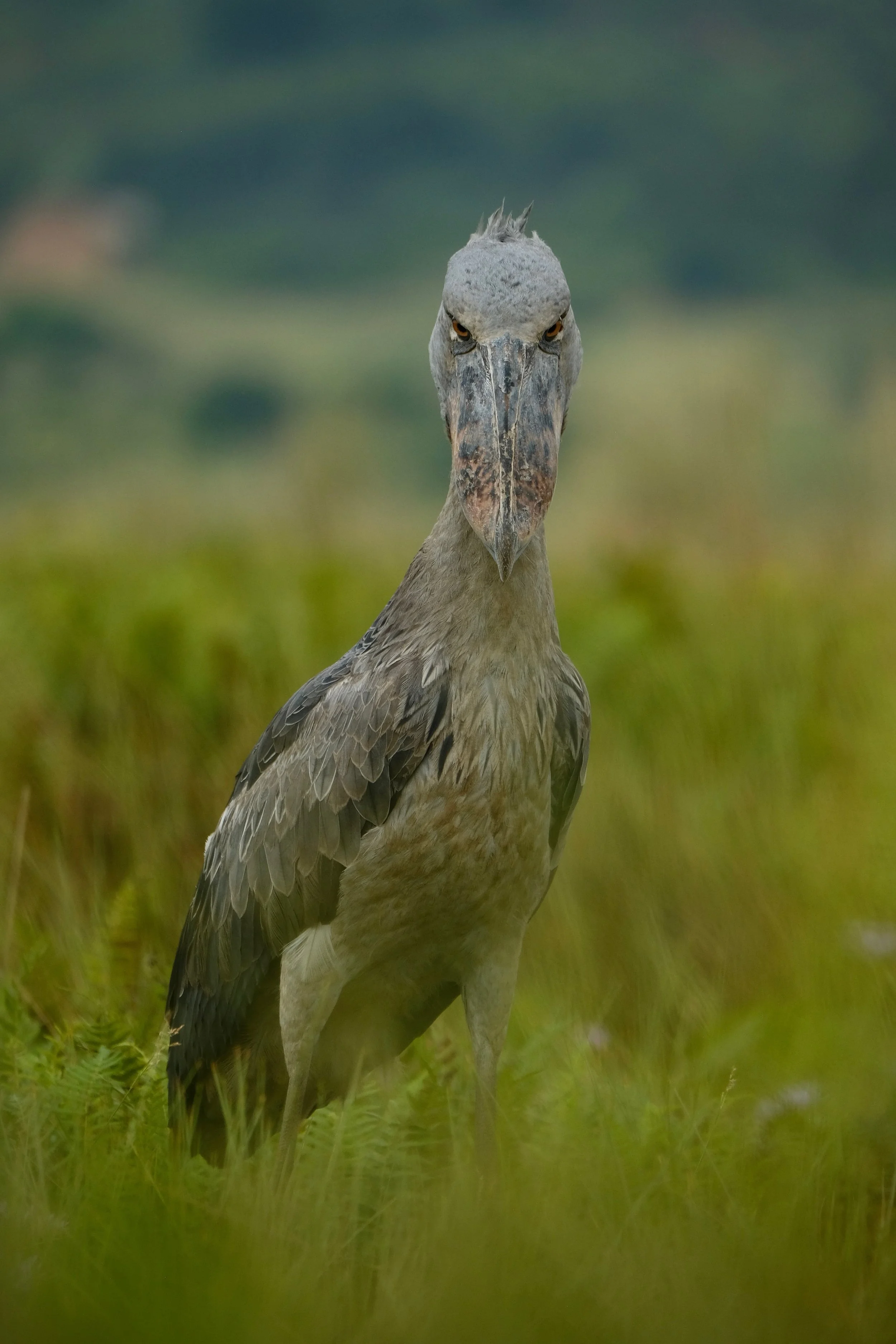 shoebill