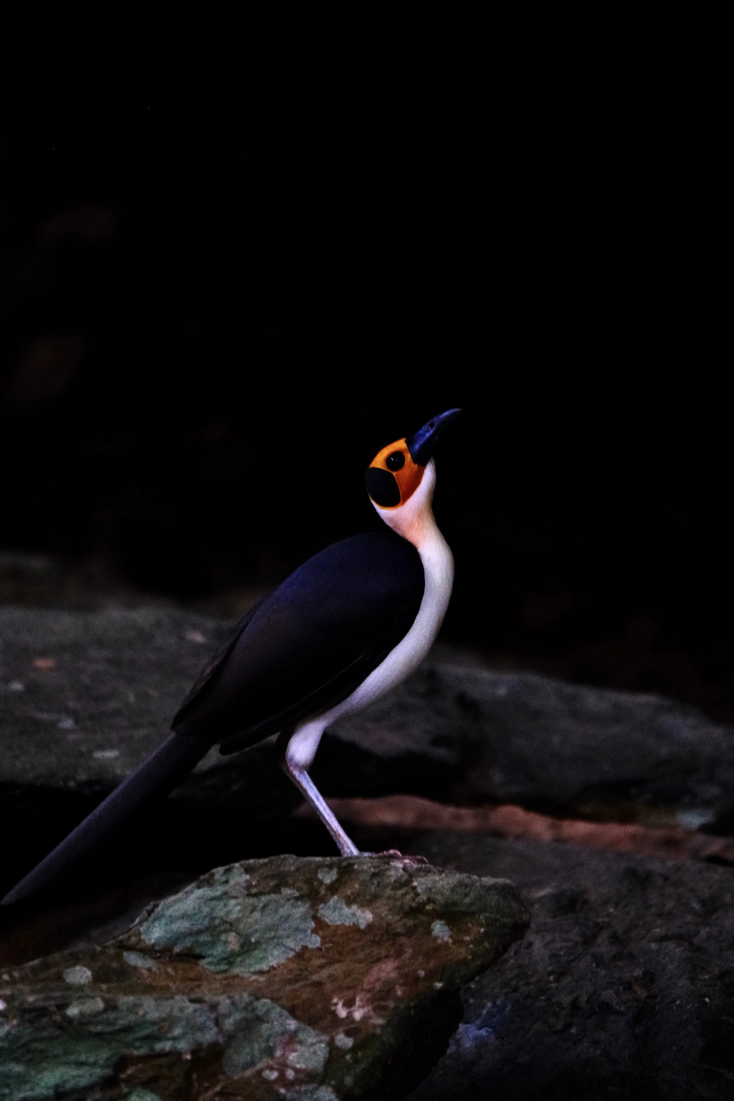 yellow-headed Picathartes