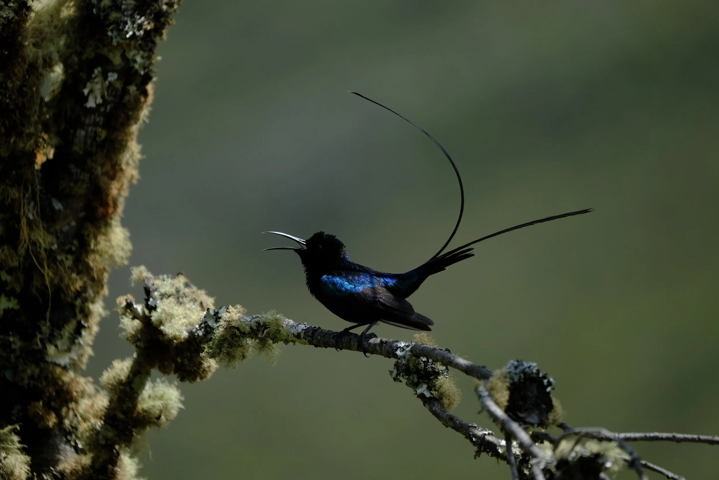 scarlet-tufted malachite sunbird