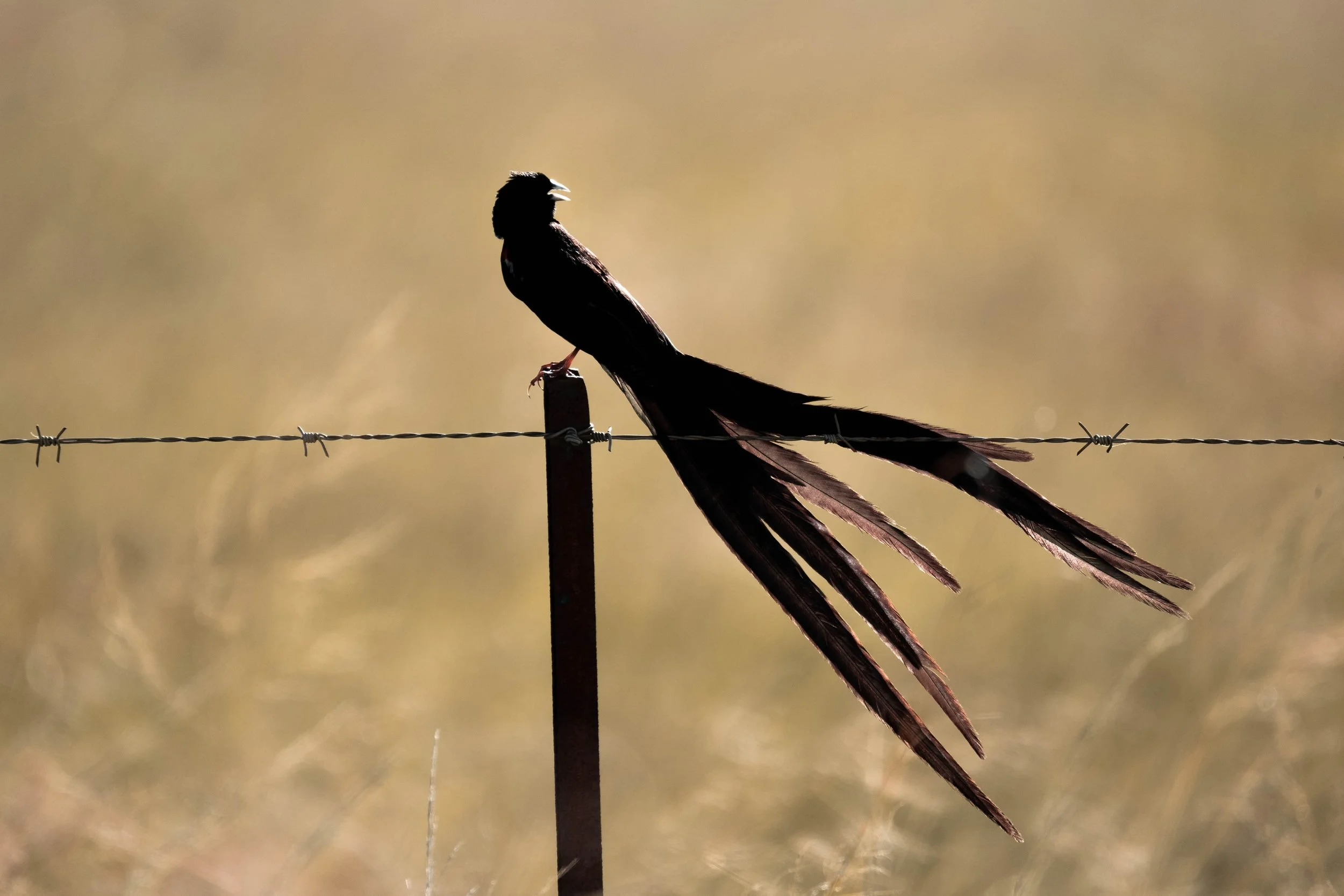 long-tailed widowbird