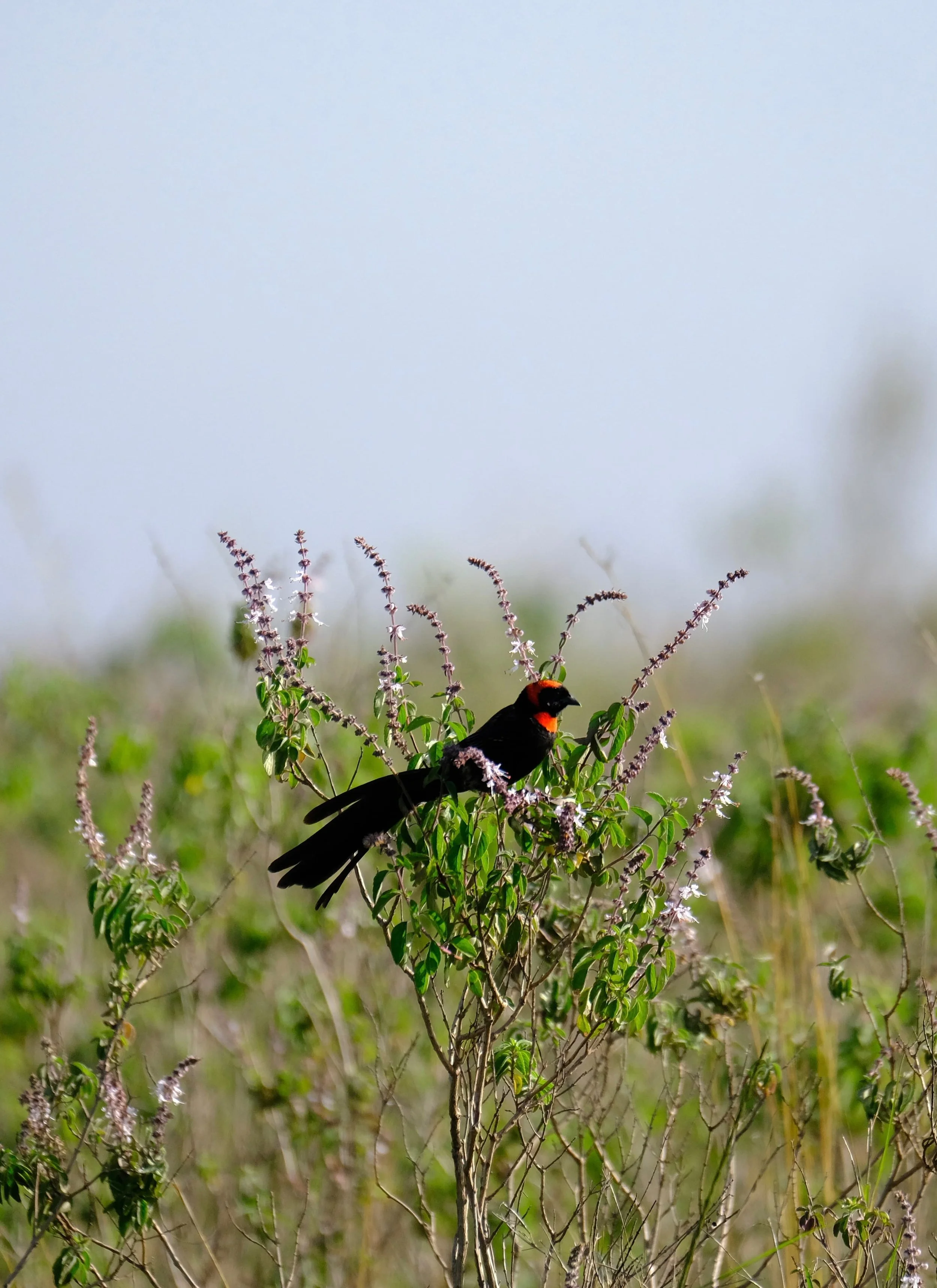 red-collared widowbird