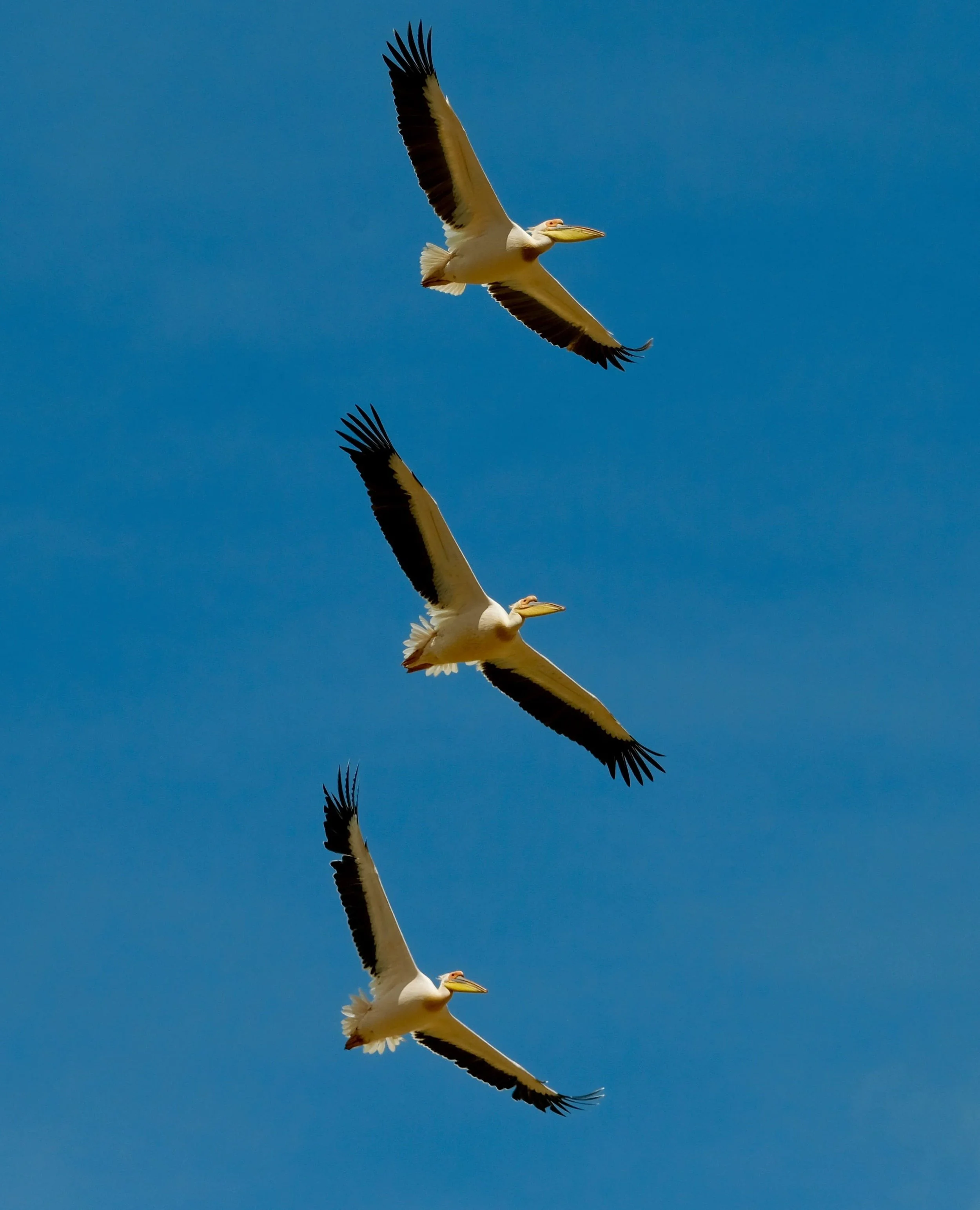 pelican