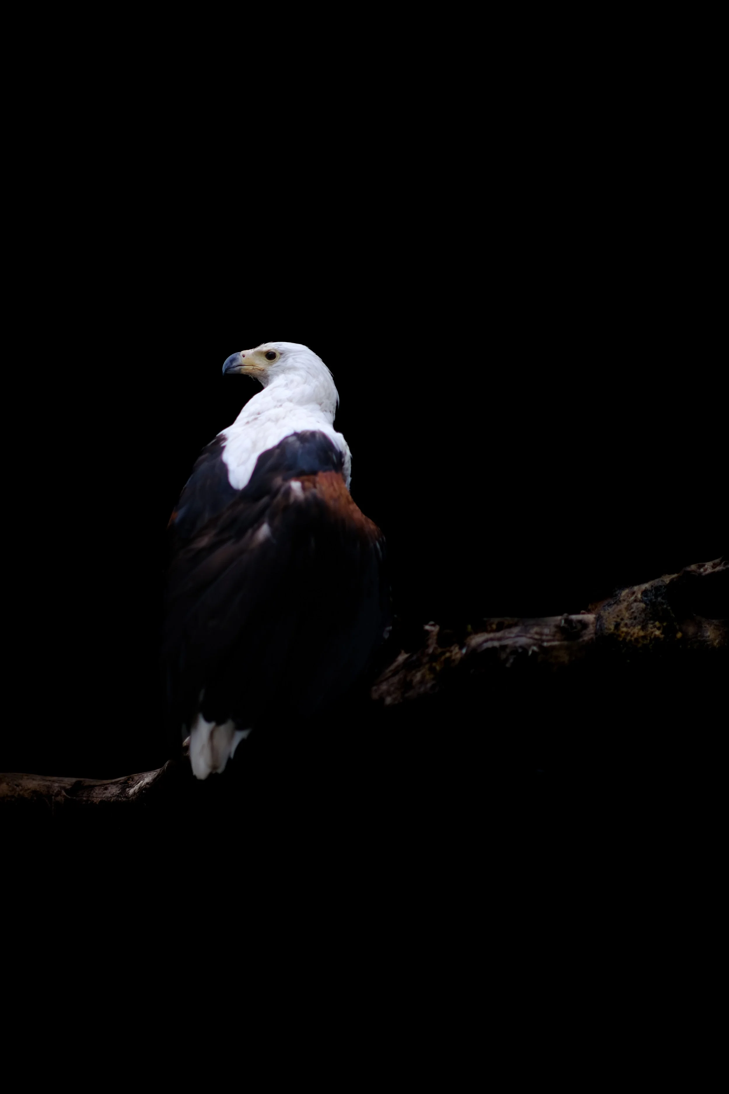 african fish eagle