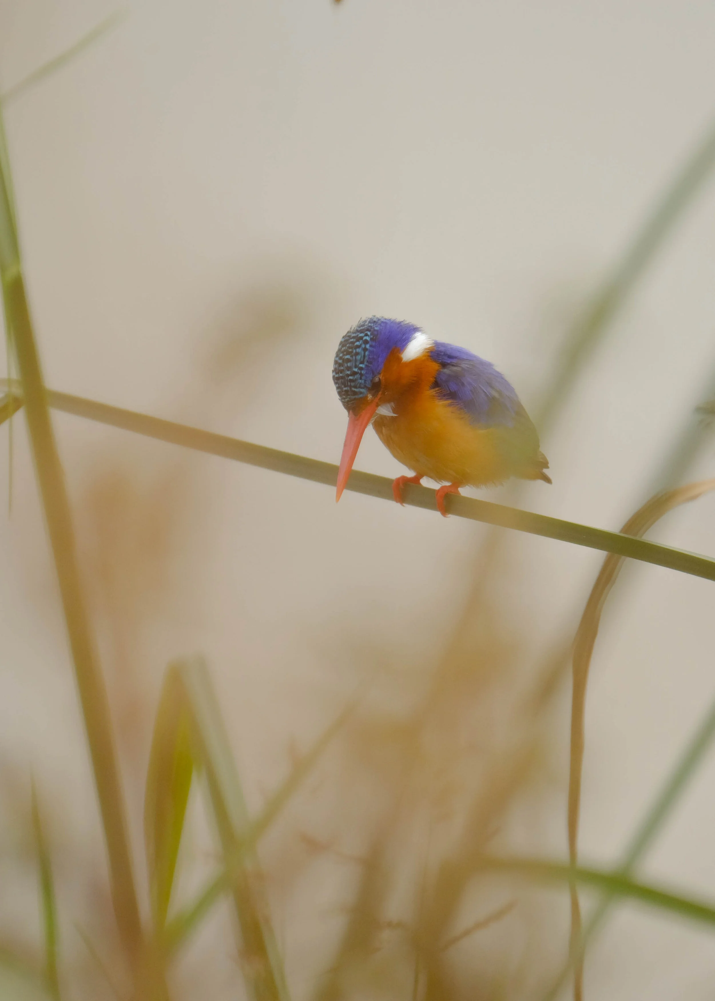 malachite kingfisher