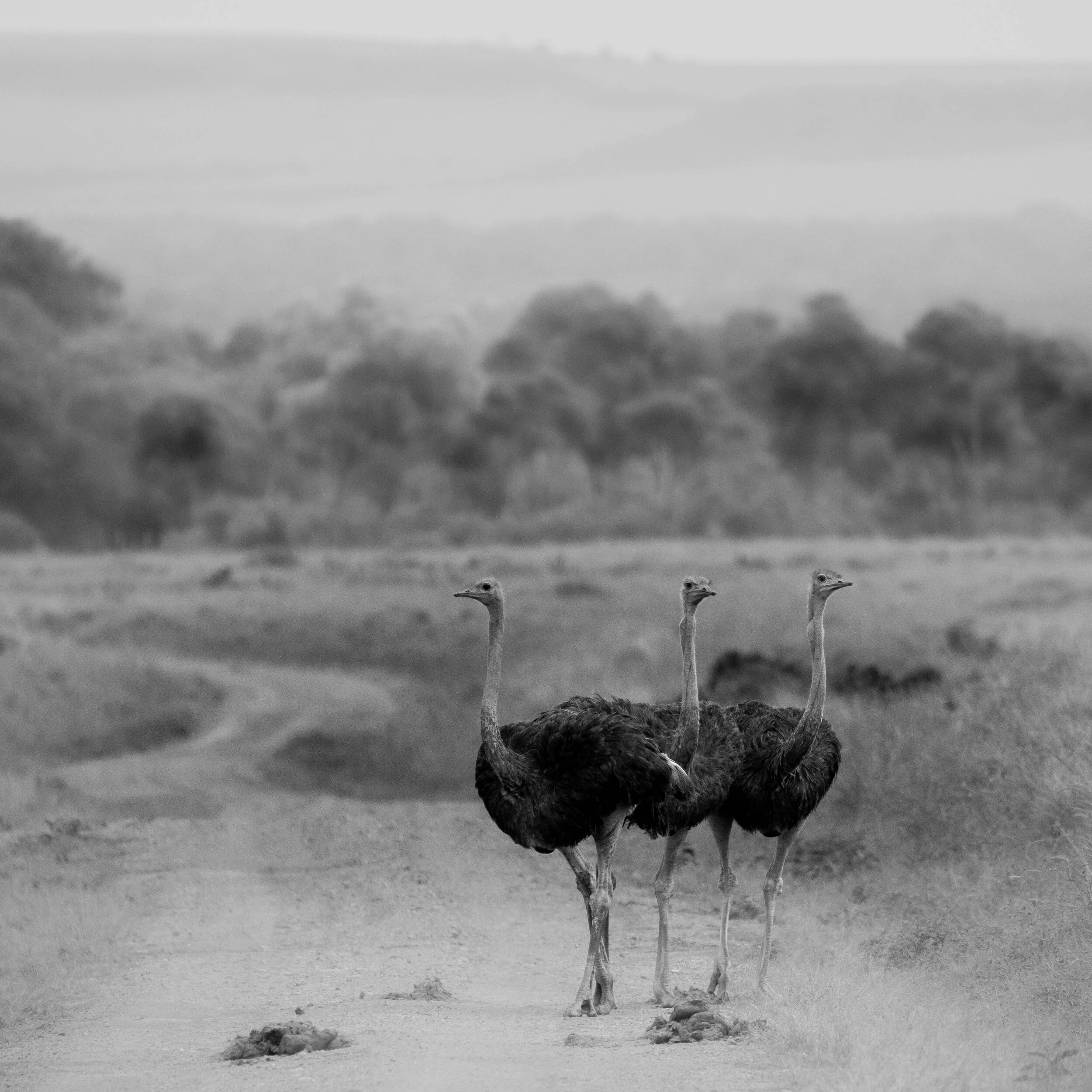 three ostrichteers