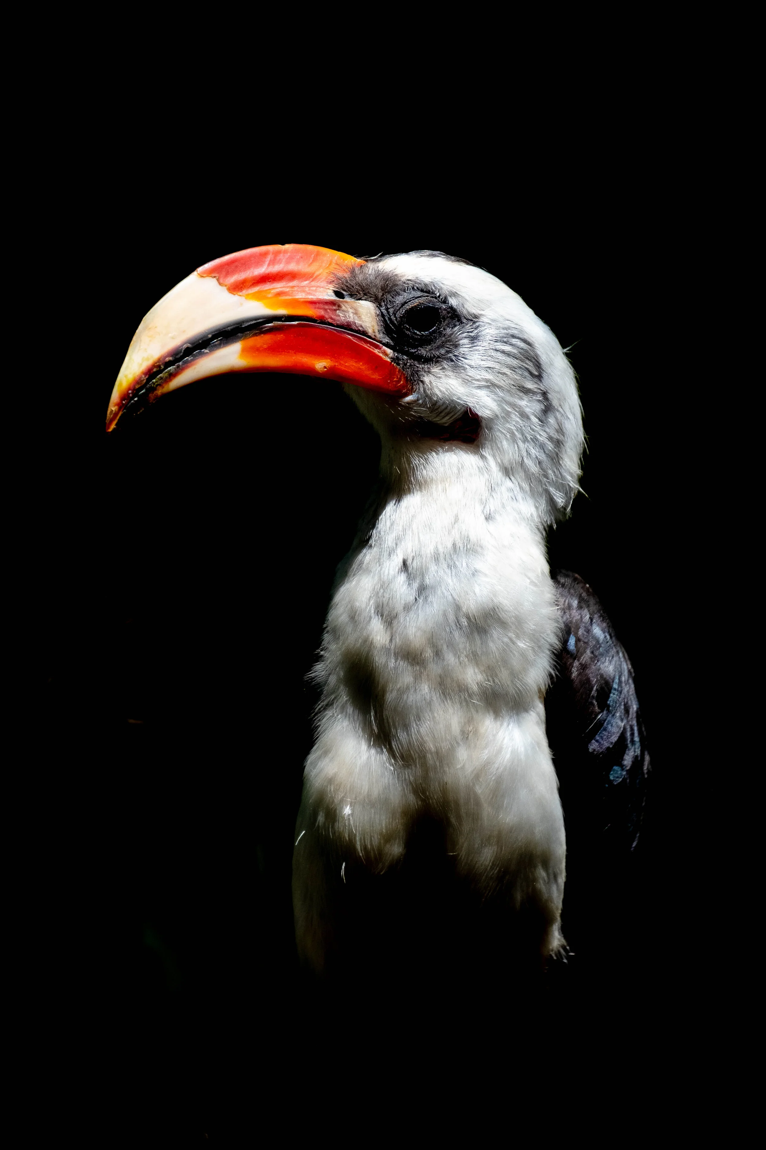 von der deckens hornbill