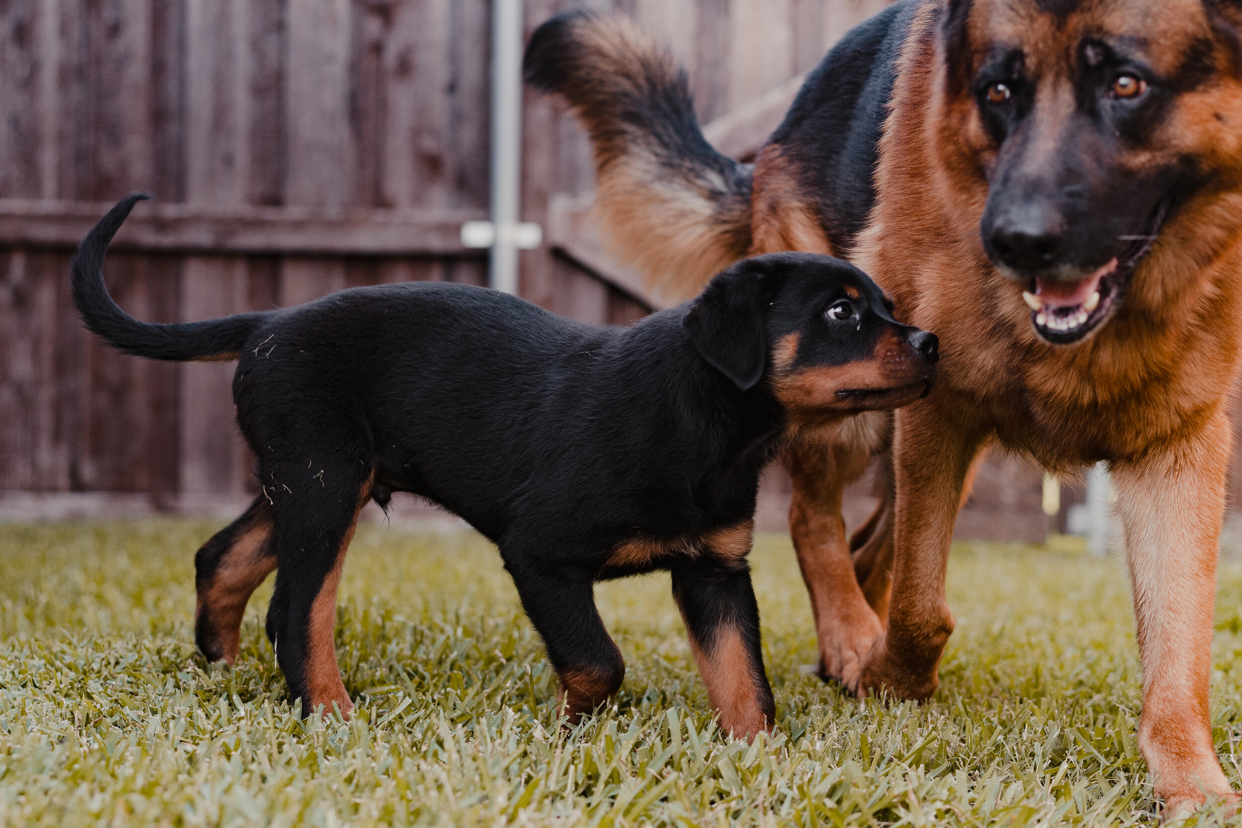 Rottweiler Growth