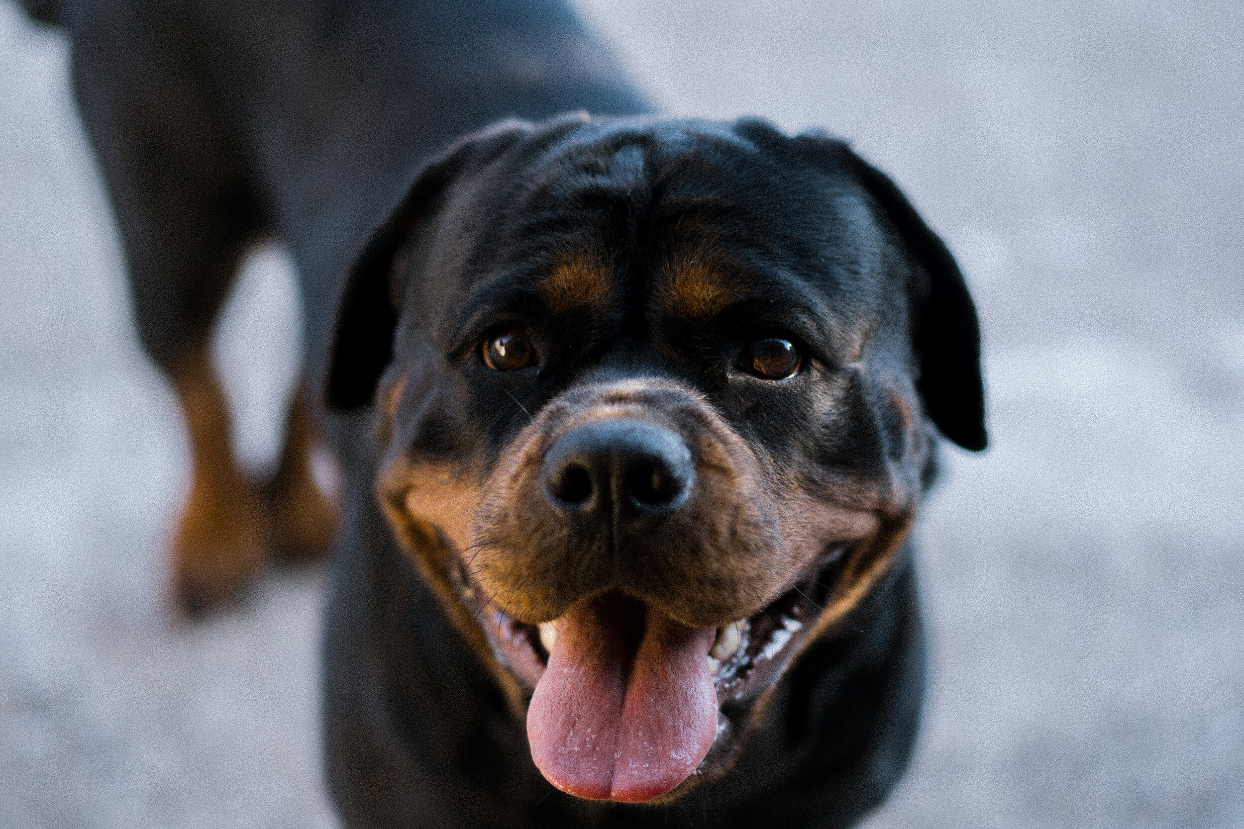 3 TIPS FOR REDUCING ANXIETY IN YOUR PETS</a>