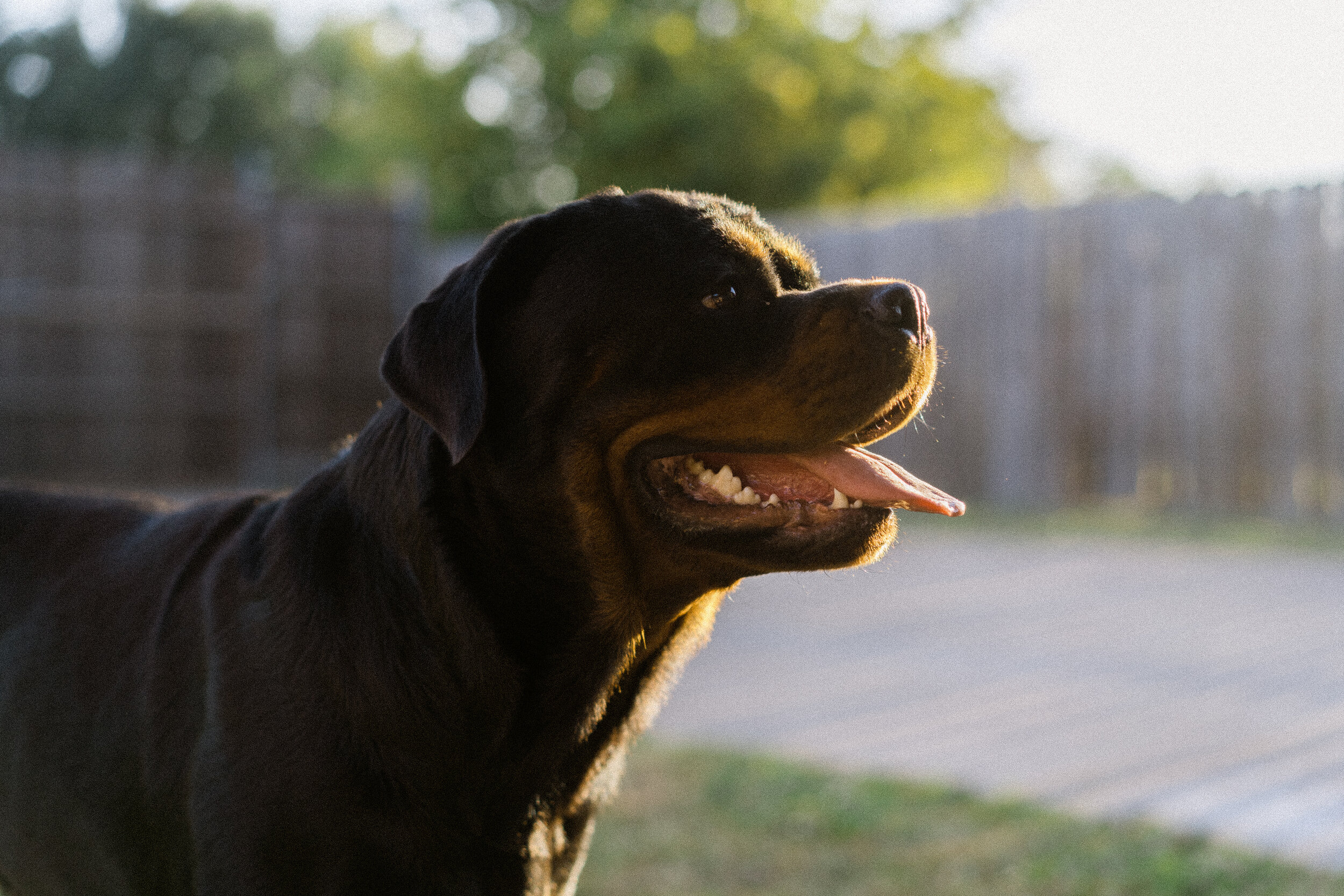Rottweiler Behavior