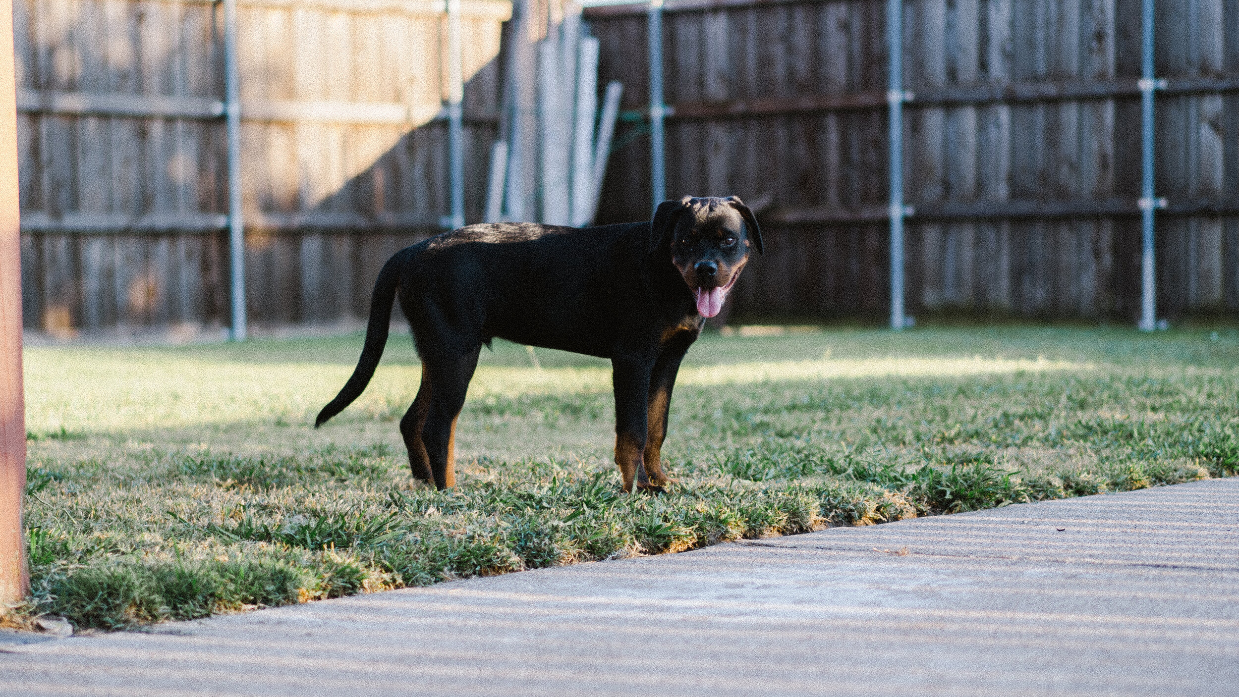 Newborn Rottweiler Puppies Biting Tips