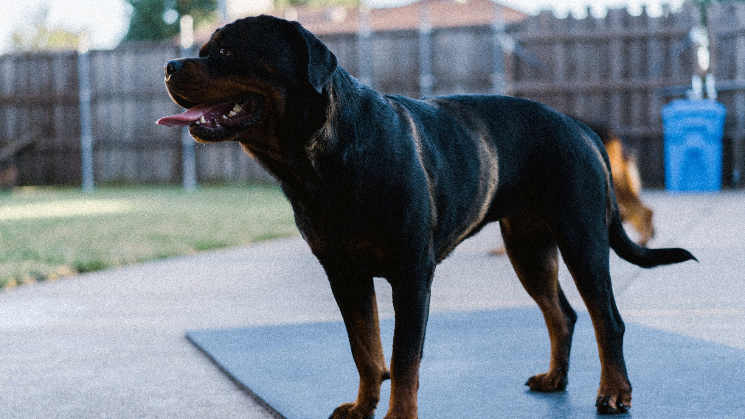 Rottweiler Breed Standards