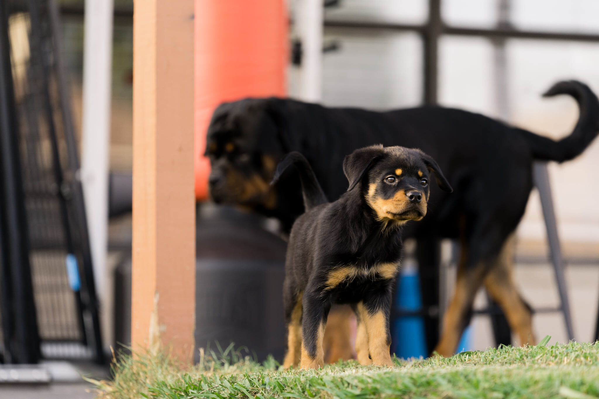 Origins of the Rottweiler Breed