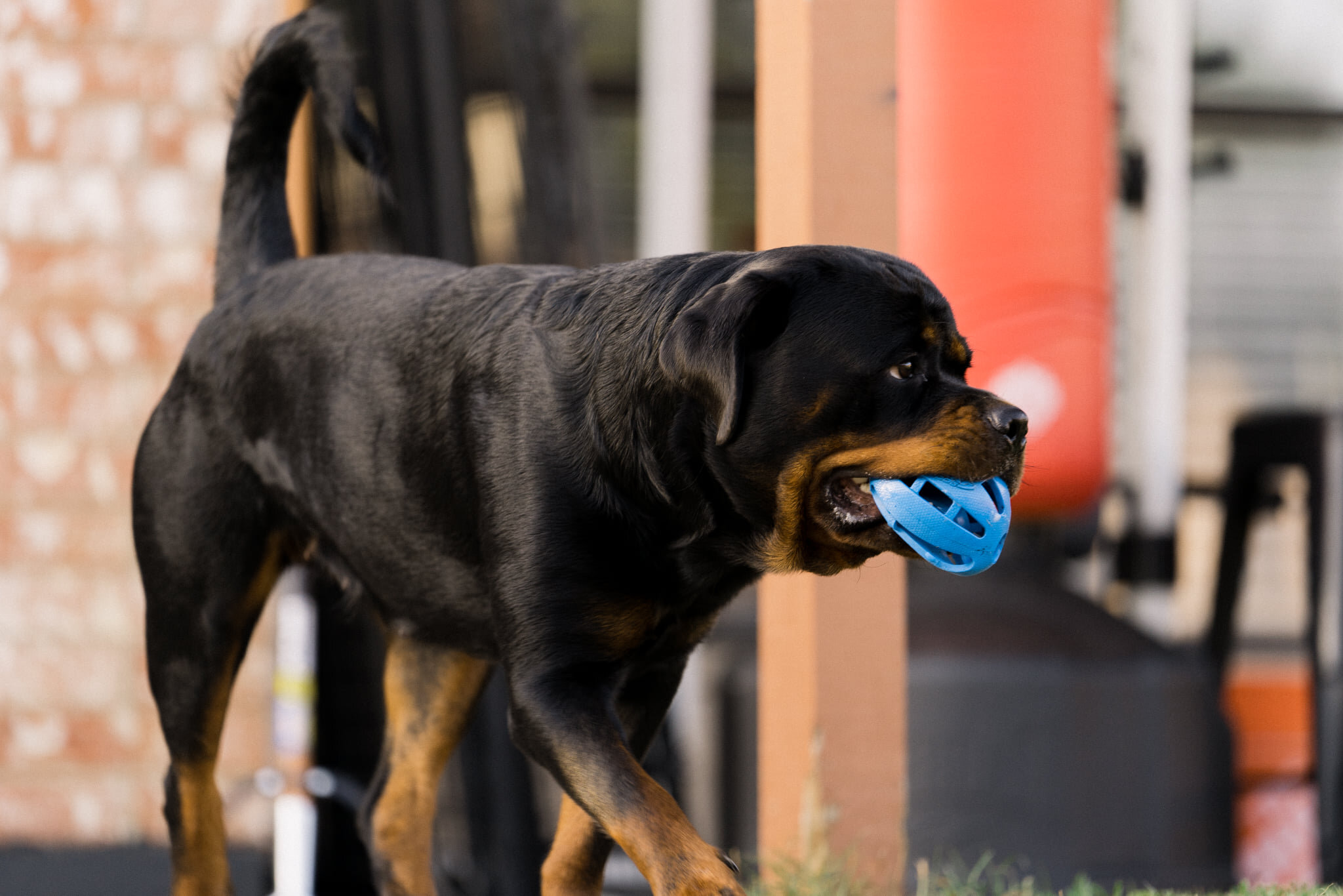 Rottweiler Puppy Cost