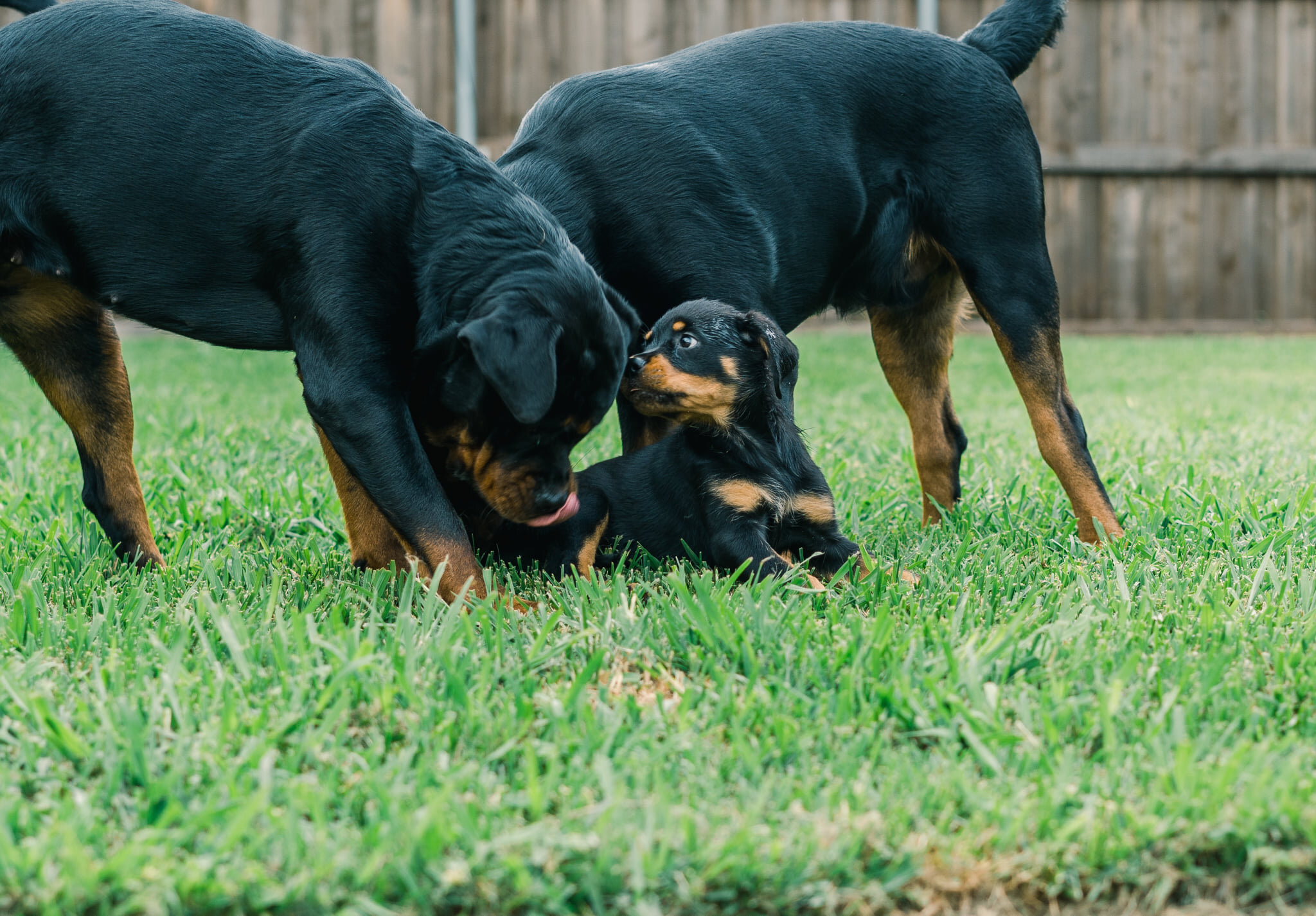FCI Rottweiler Standard Translator