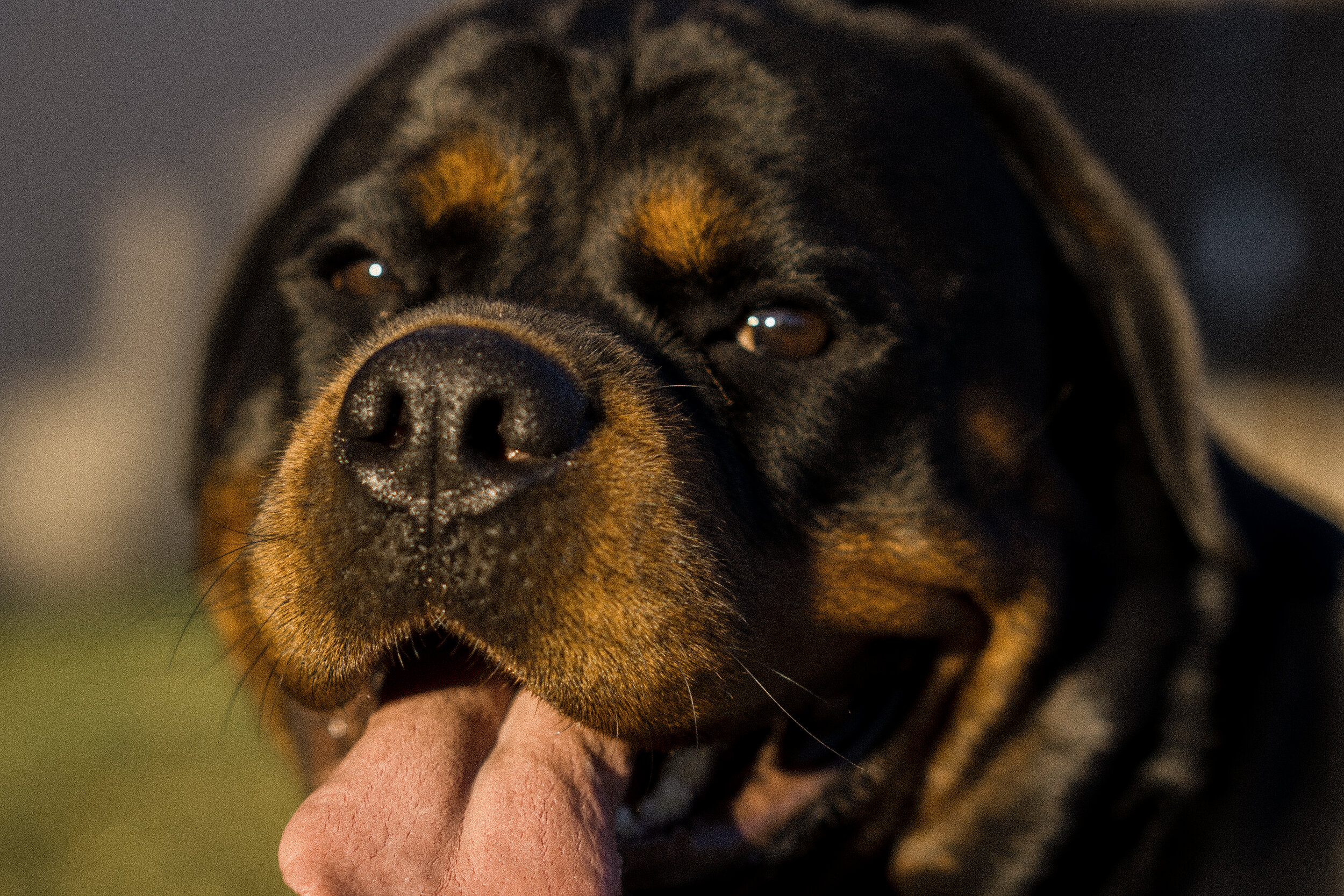 What is Schutzhund?