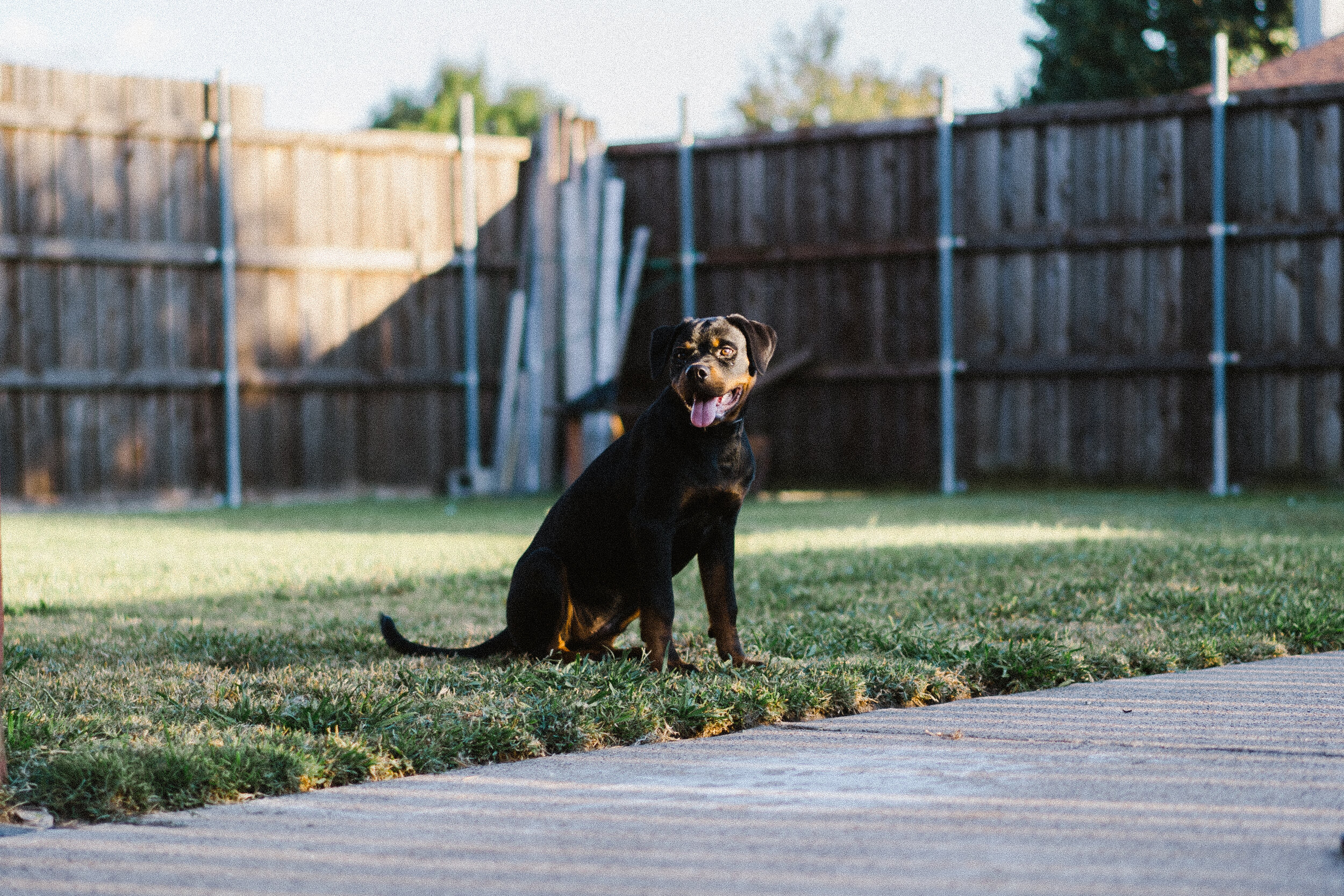Glossary of Terms for Rottweilers