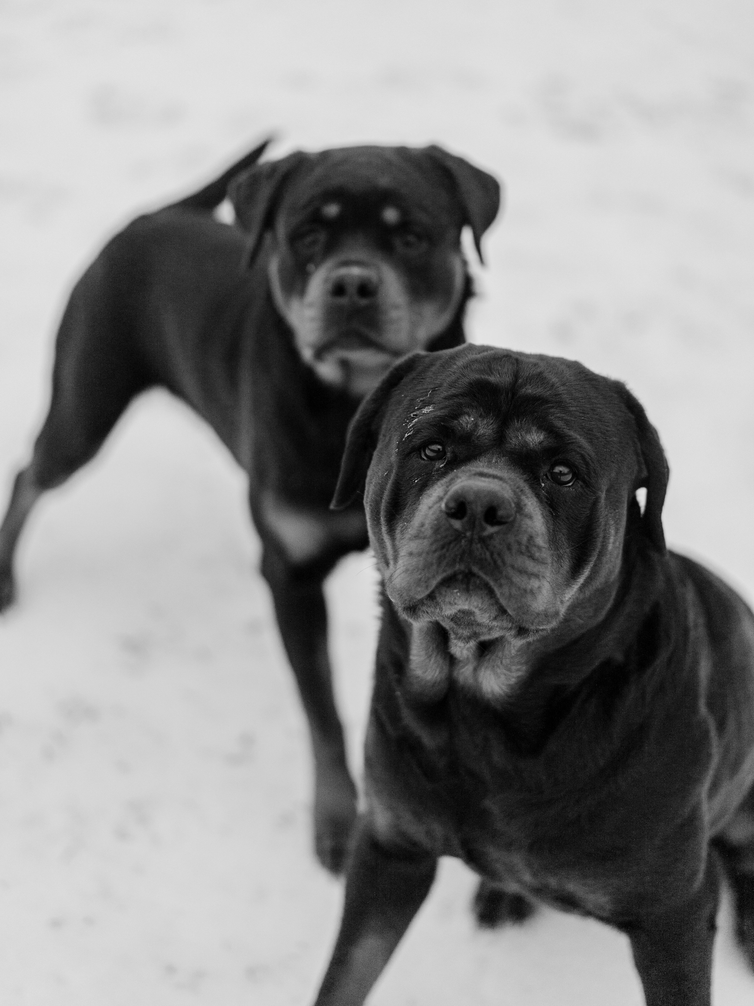 Are Rottweilers good with kids?