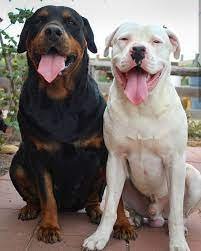 White Rottweilers or white rottweiler puppy