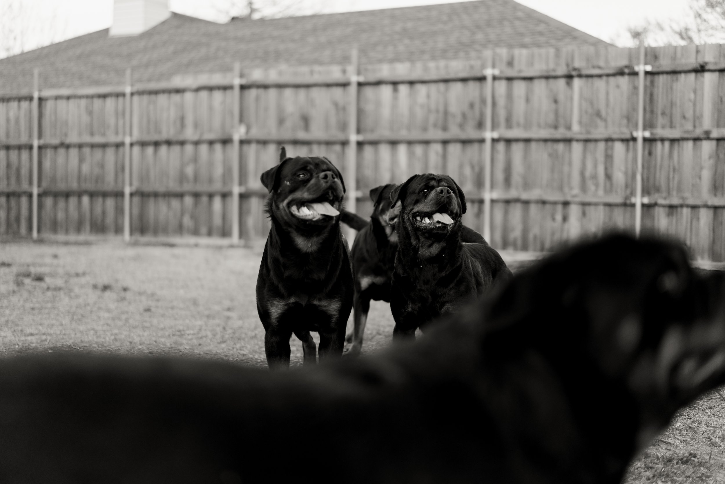 Serbian Rottweiler: What Makes This Rottweiler Breed So Special?
